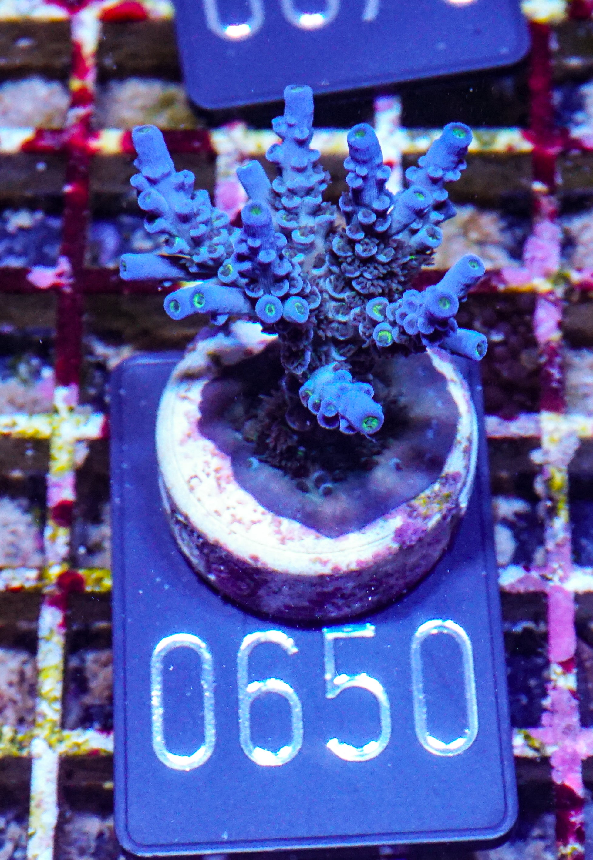 Acropora kenti "Twin" Grade 2