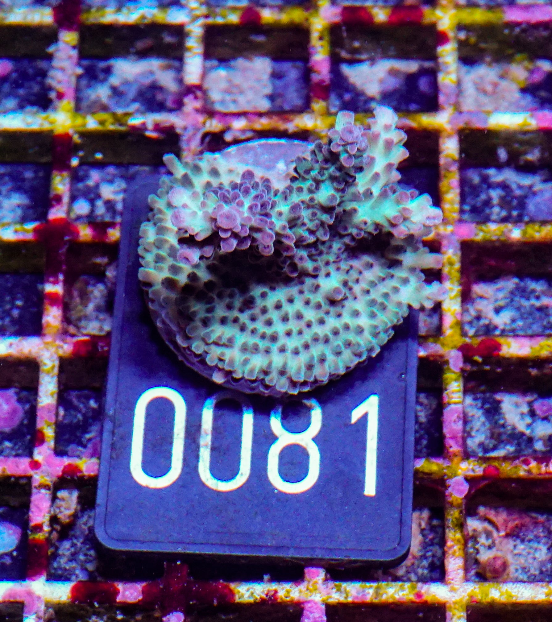Acropora nasuta "twin"