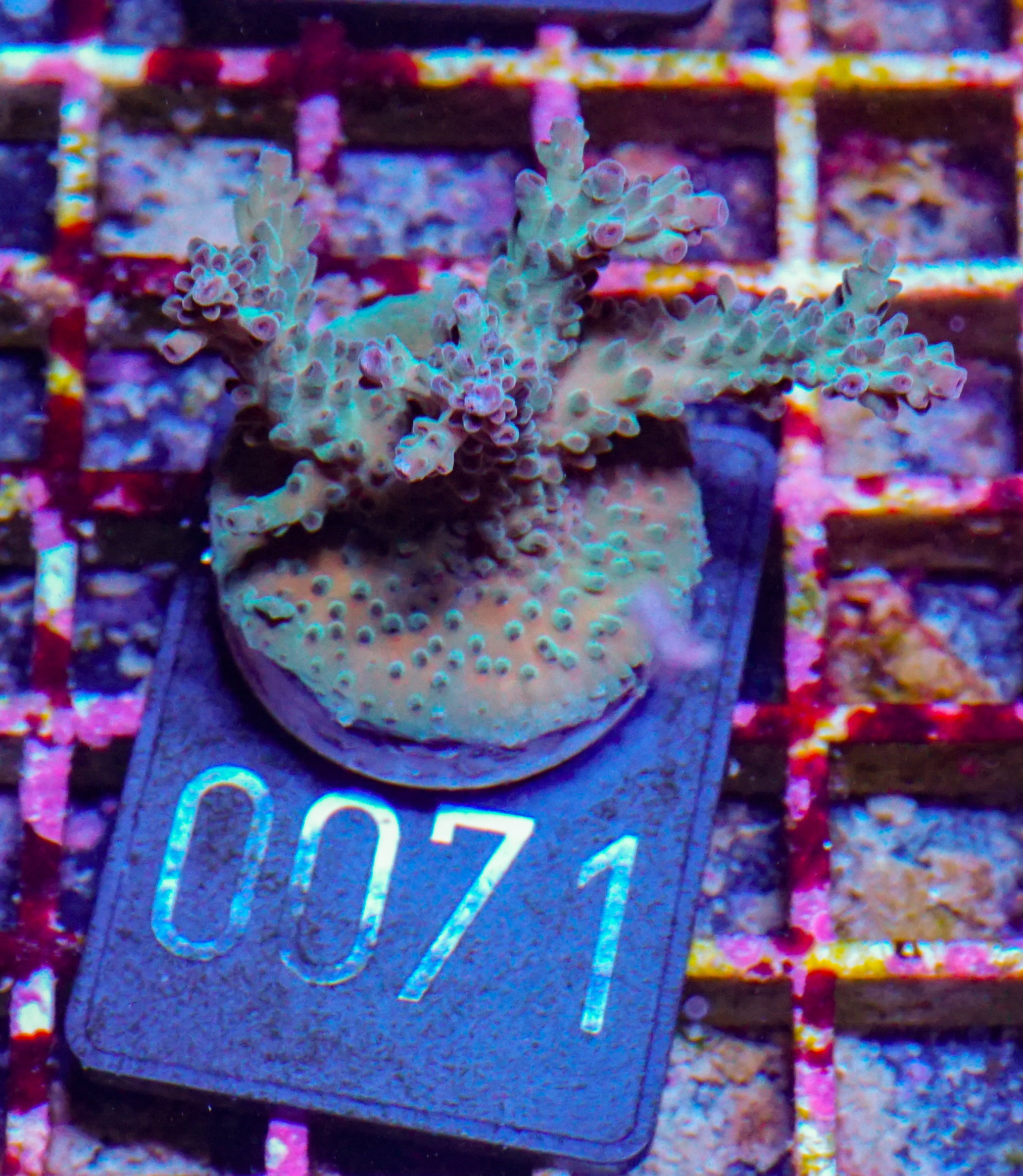 Acropora nasuta "twin"