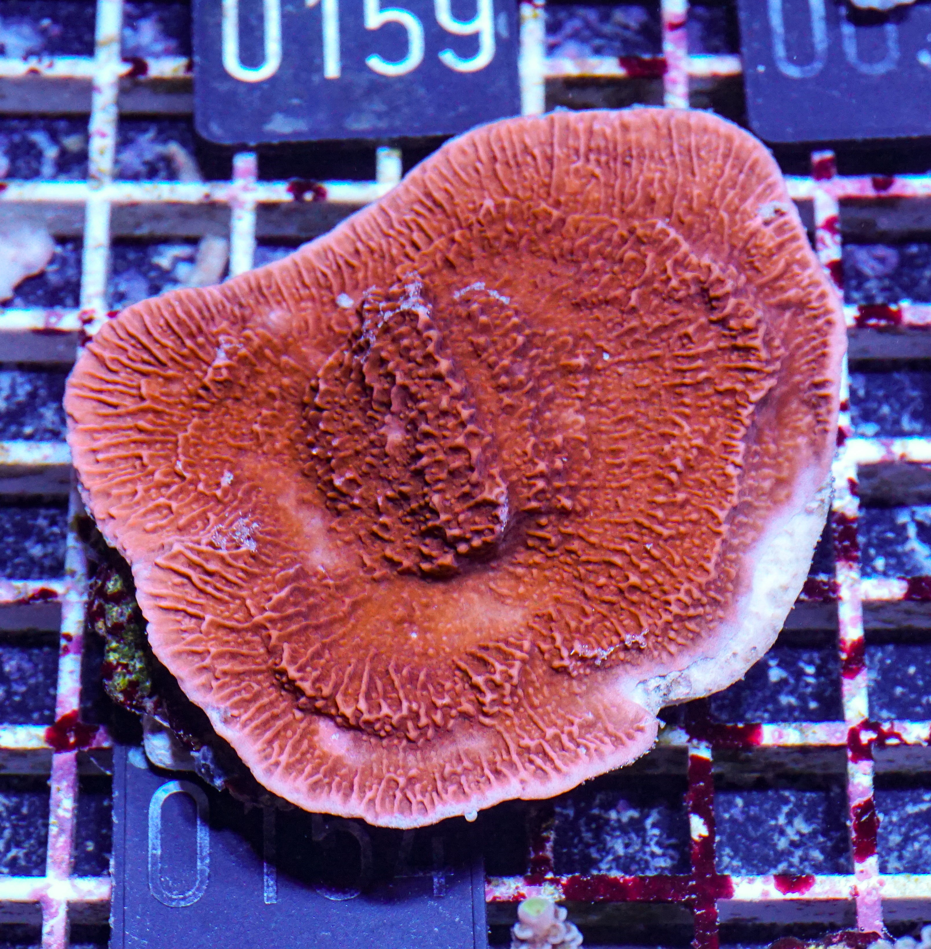 Montipora foliosa