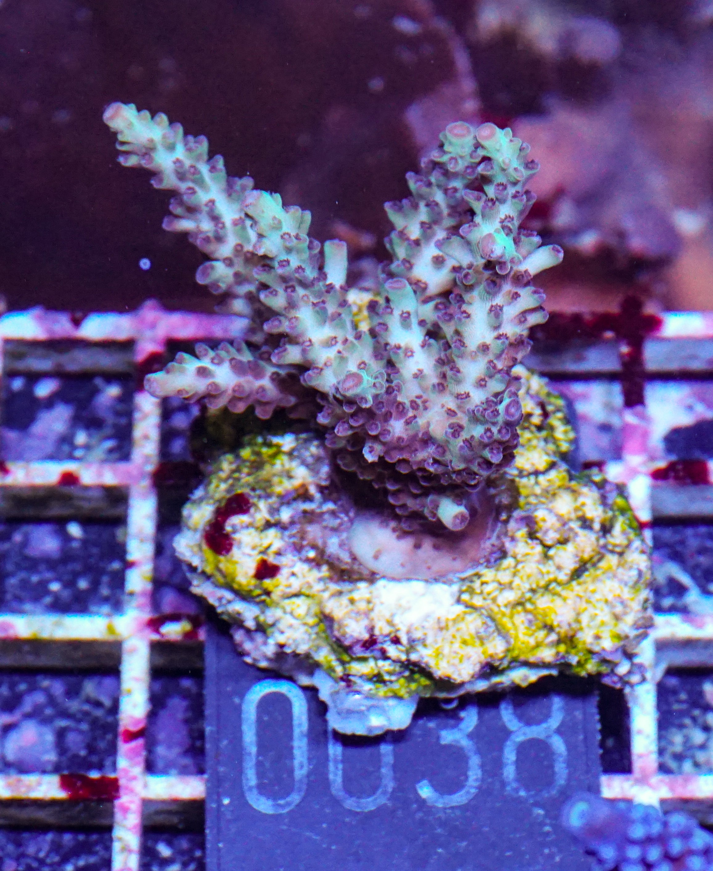 Acropora massawensis „false strawberry-shortcake"