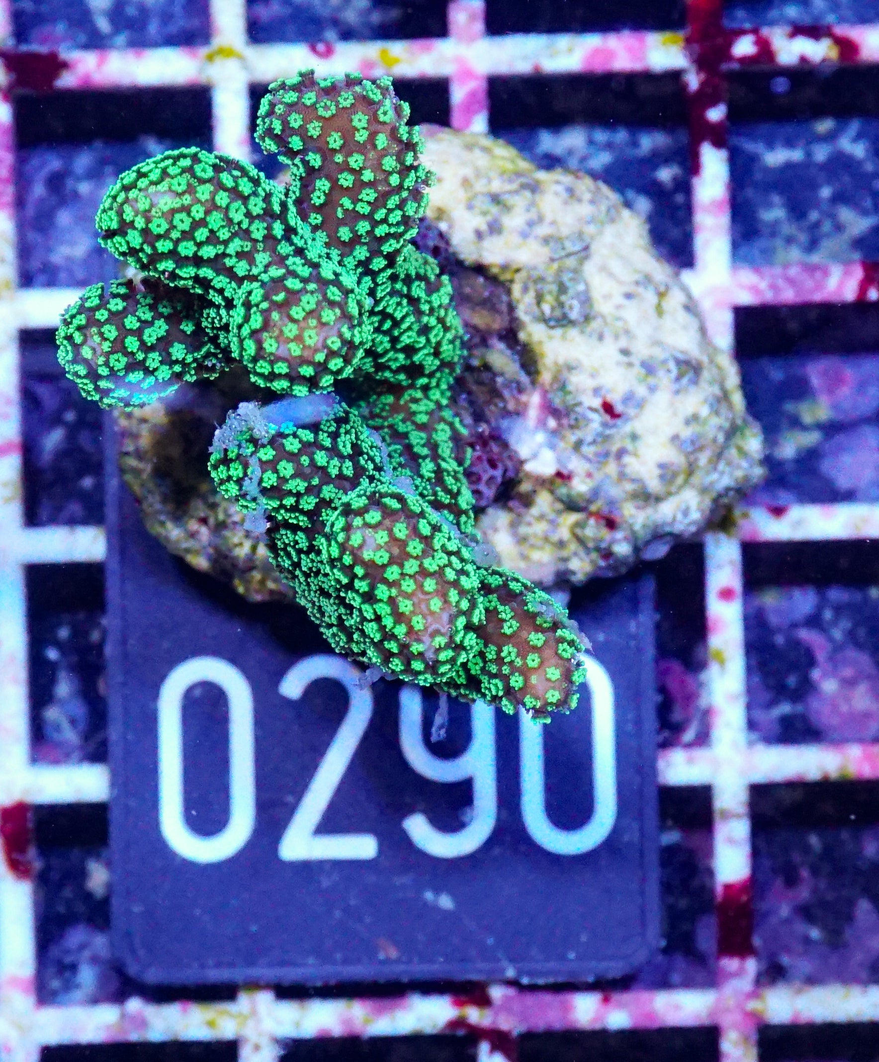 Stylophora pistillata "green"