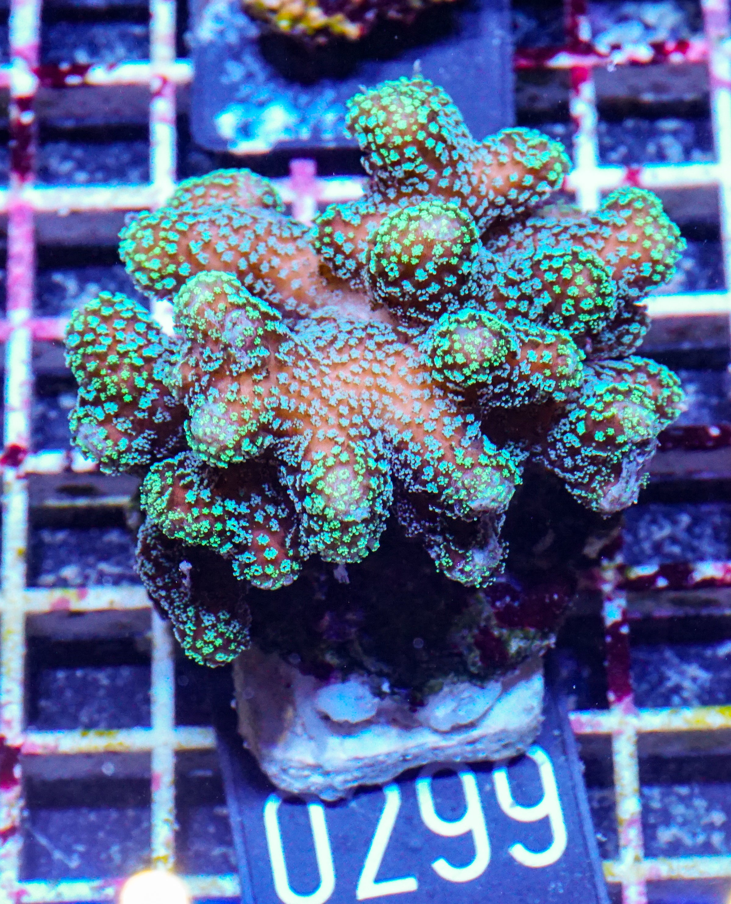 Stylophora pistillata "green"