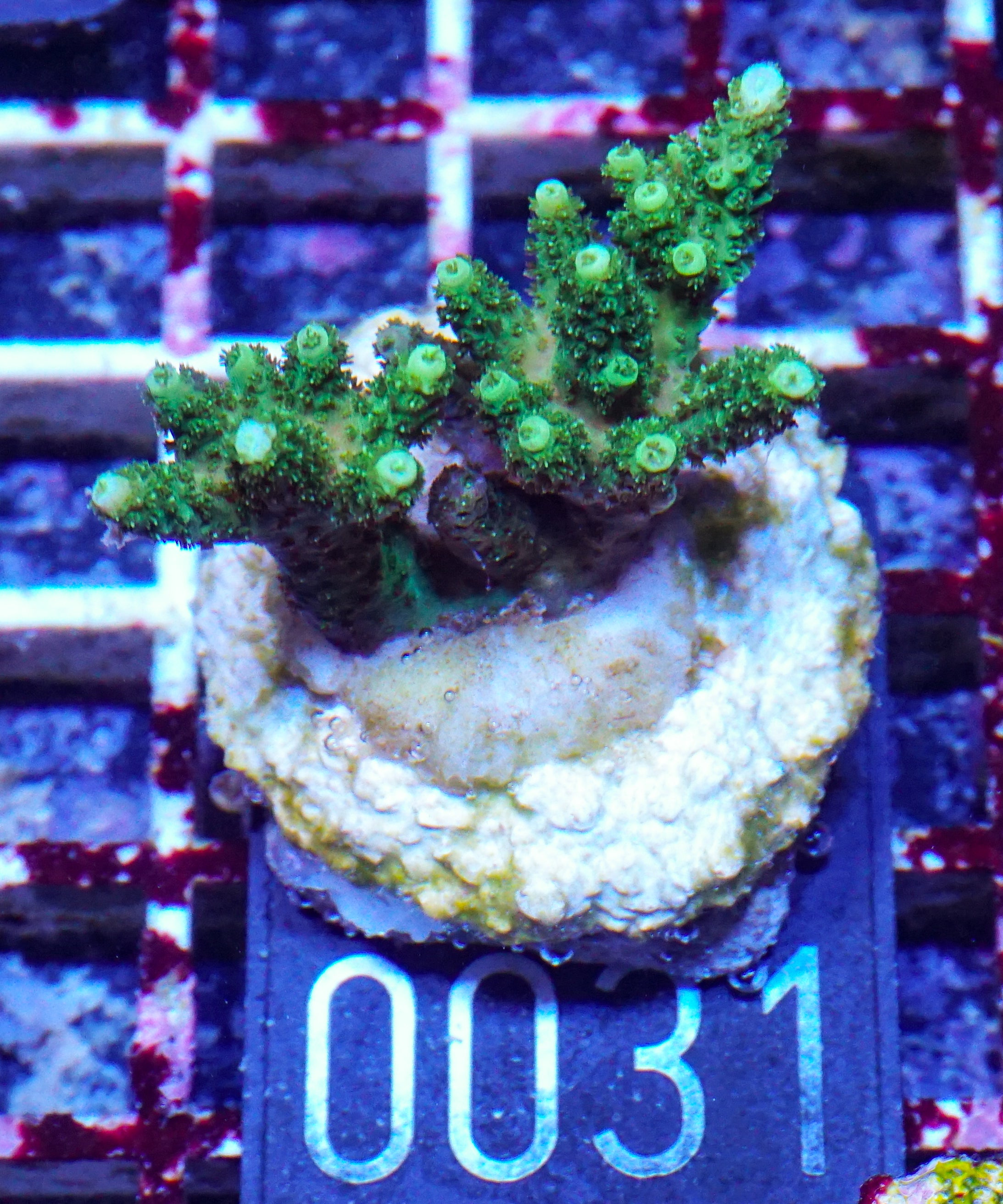 Acropora hyacinthus „green forest“