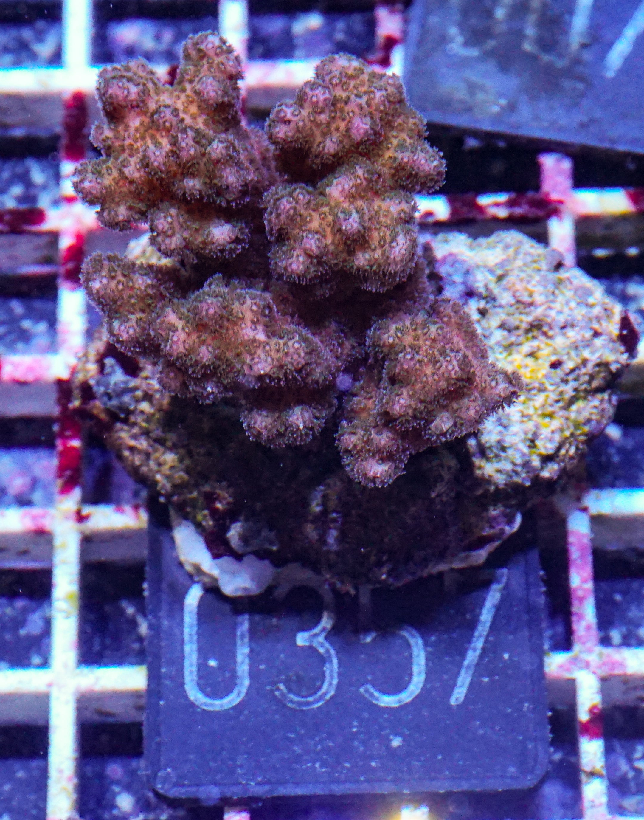 Pocillopora verrucosa