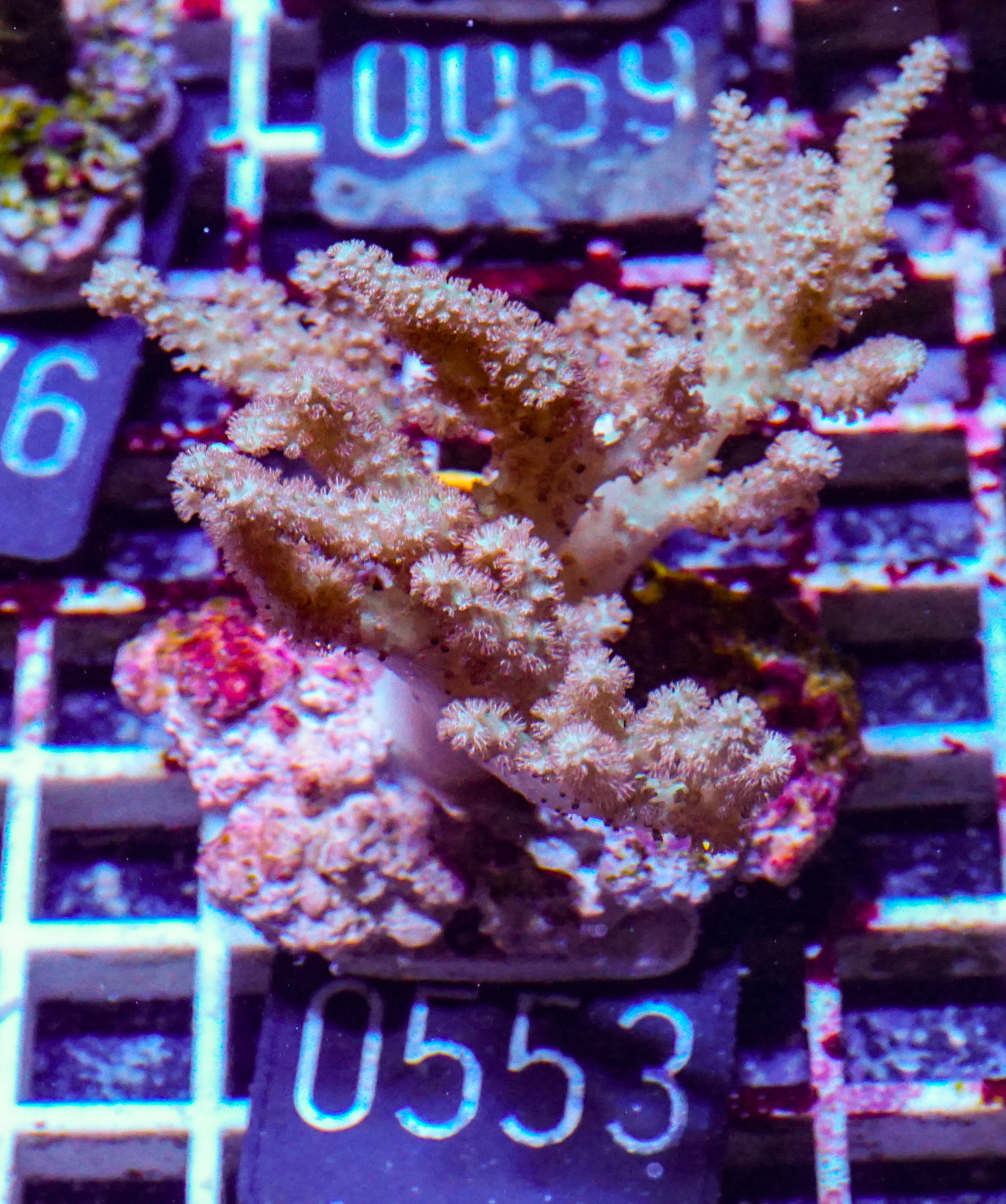 Sinularia/ Sclerophytum „fiji palau"
