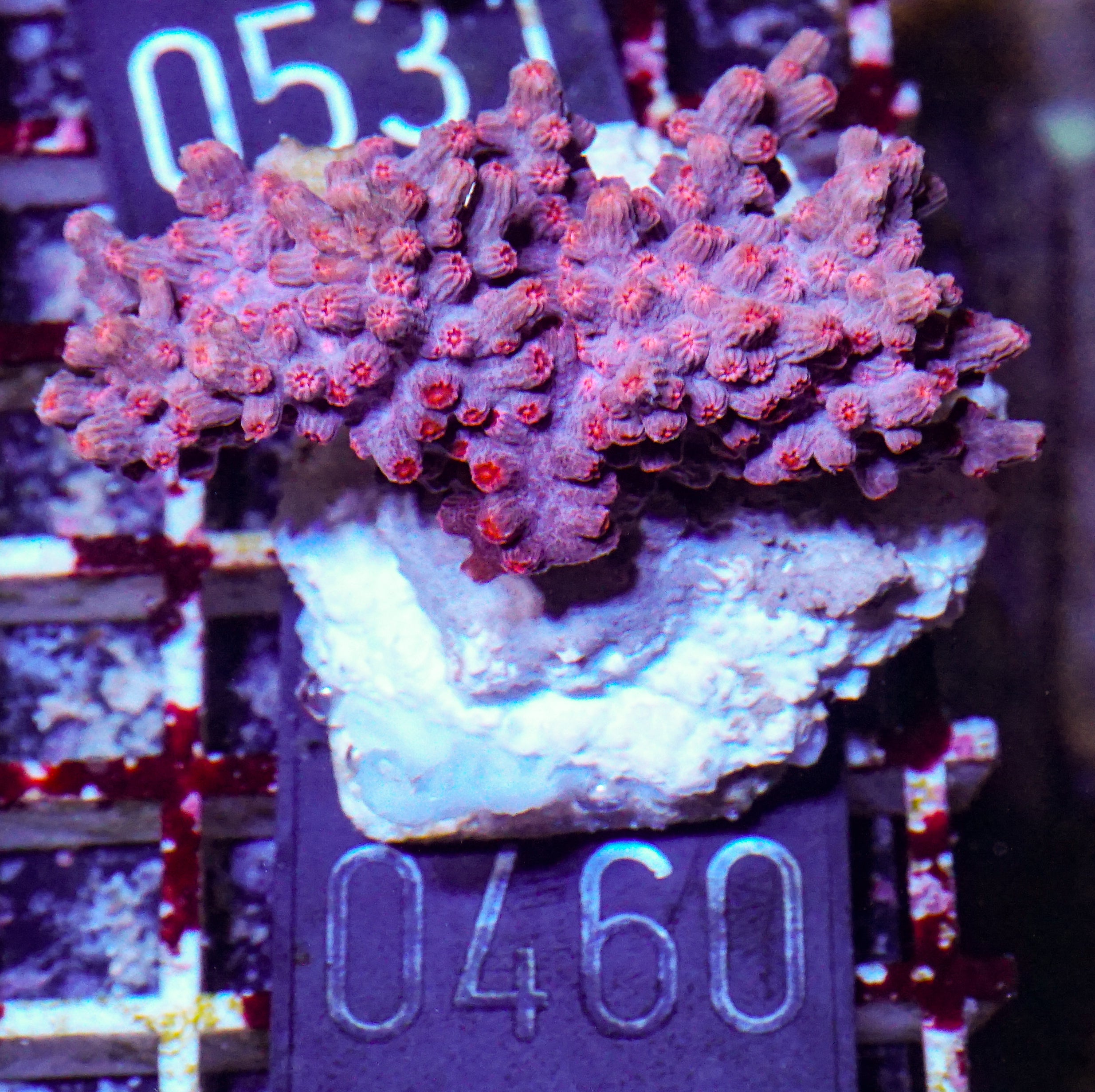Cyphastrea decadia