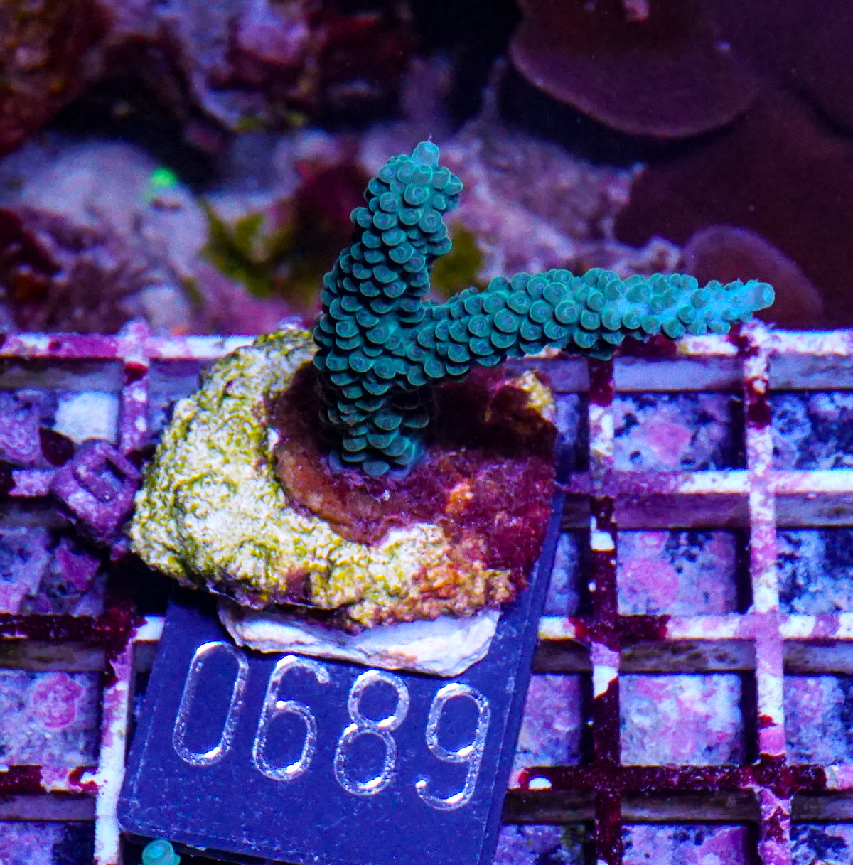 Acropora formosa