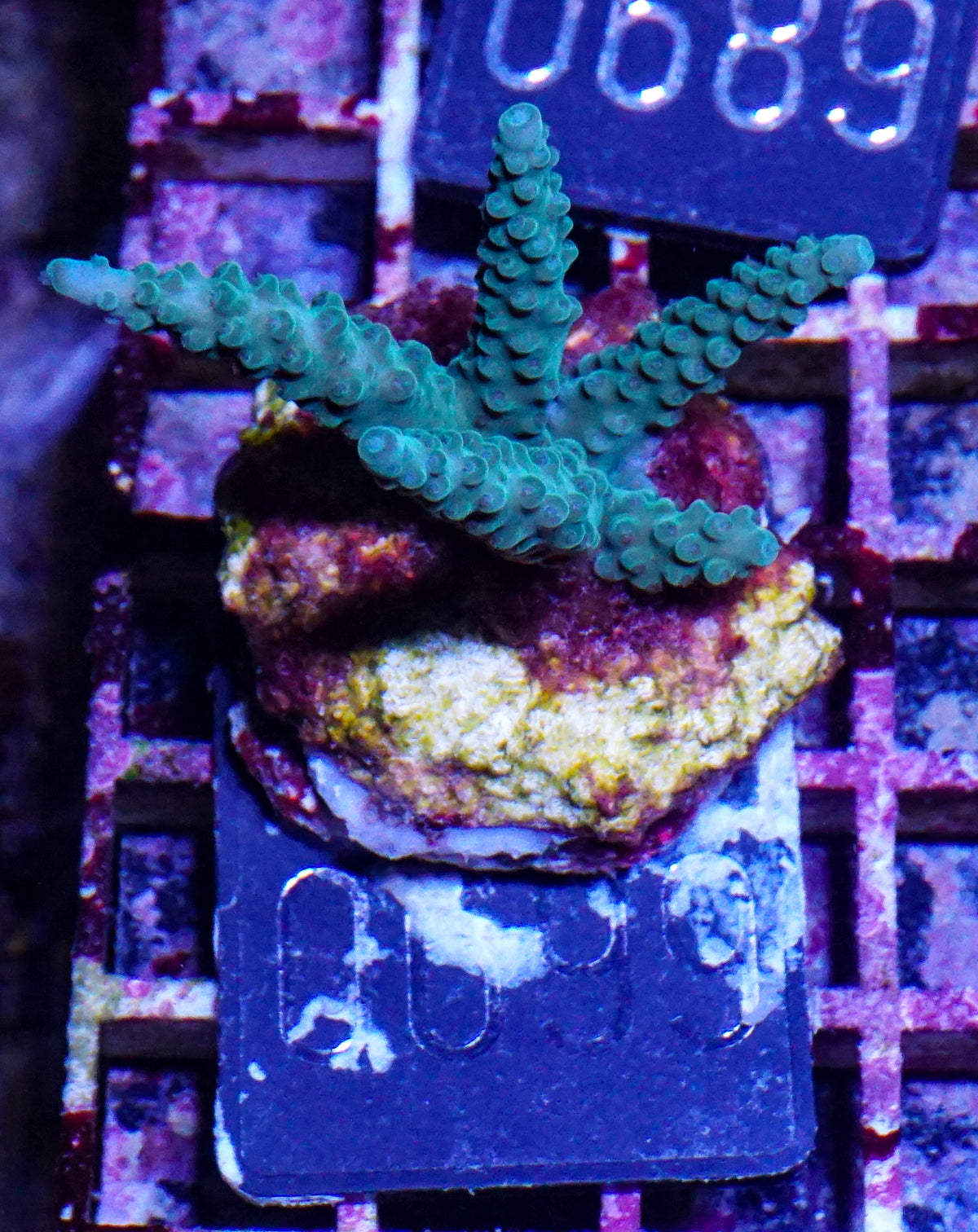 Acropora formosa