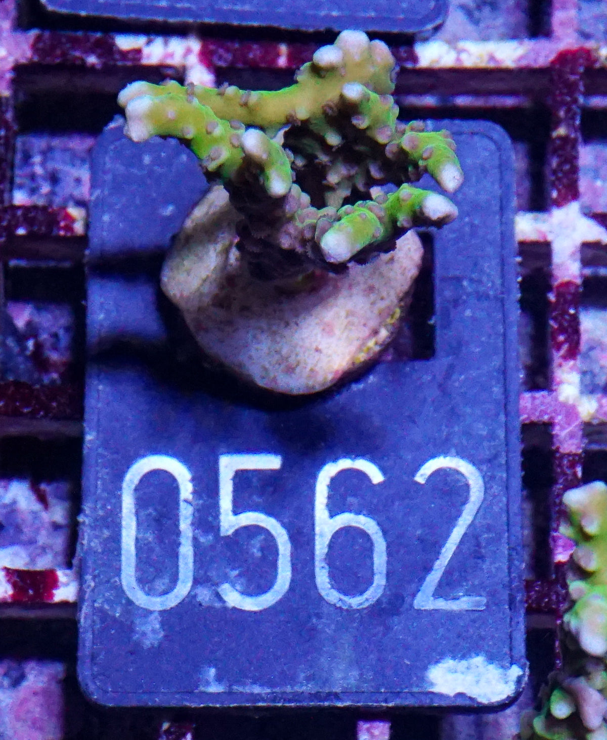 Anacropora forbesi "rare"
