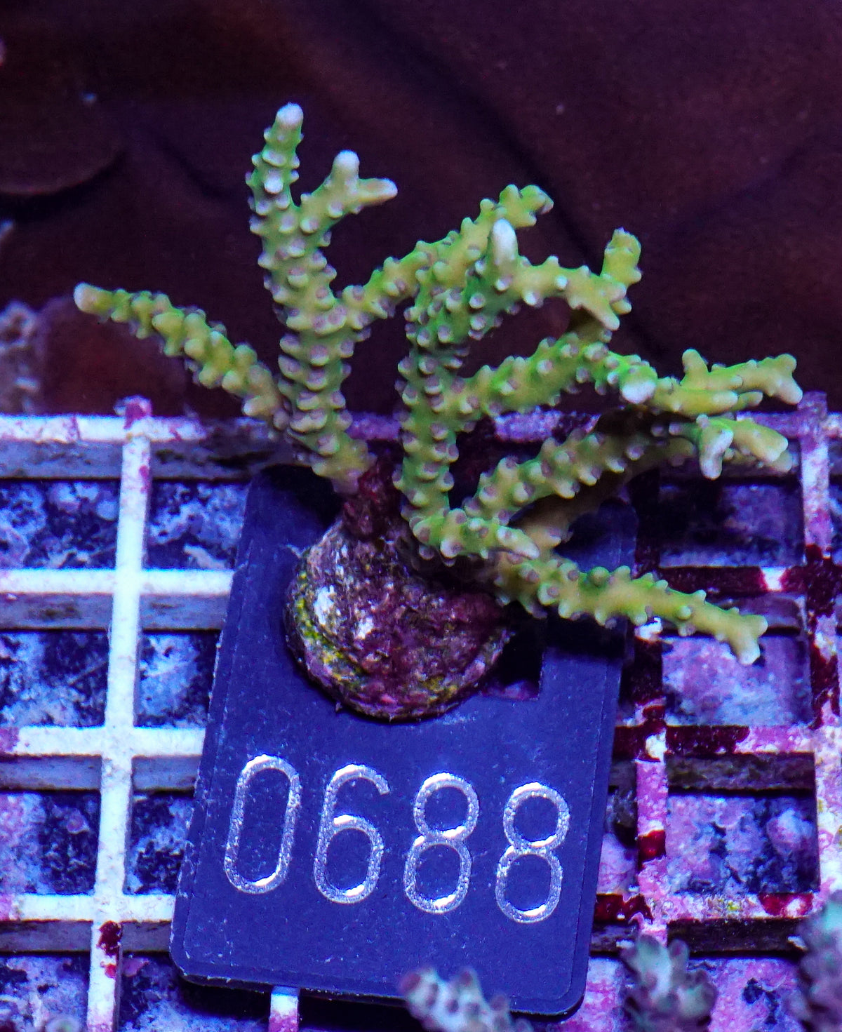 Anacropora forbesi "rare"