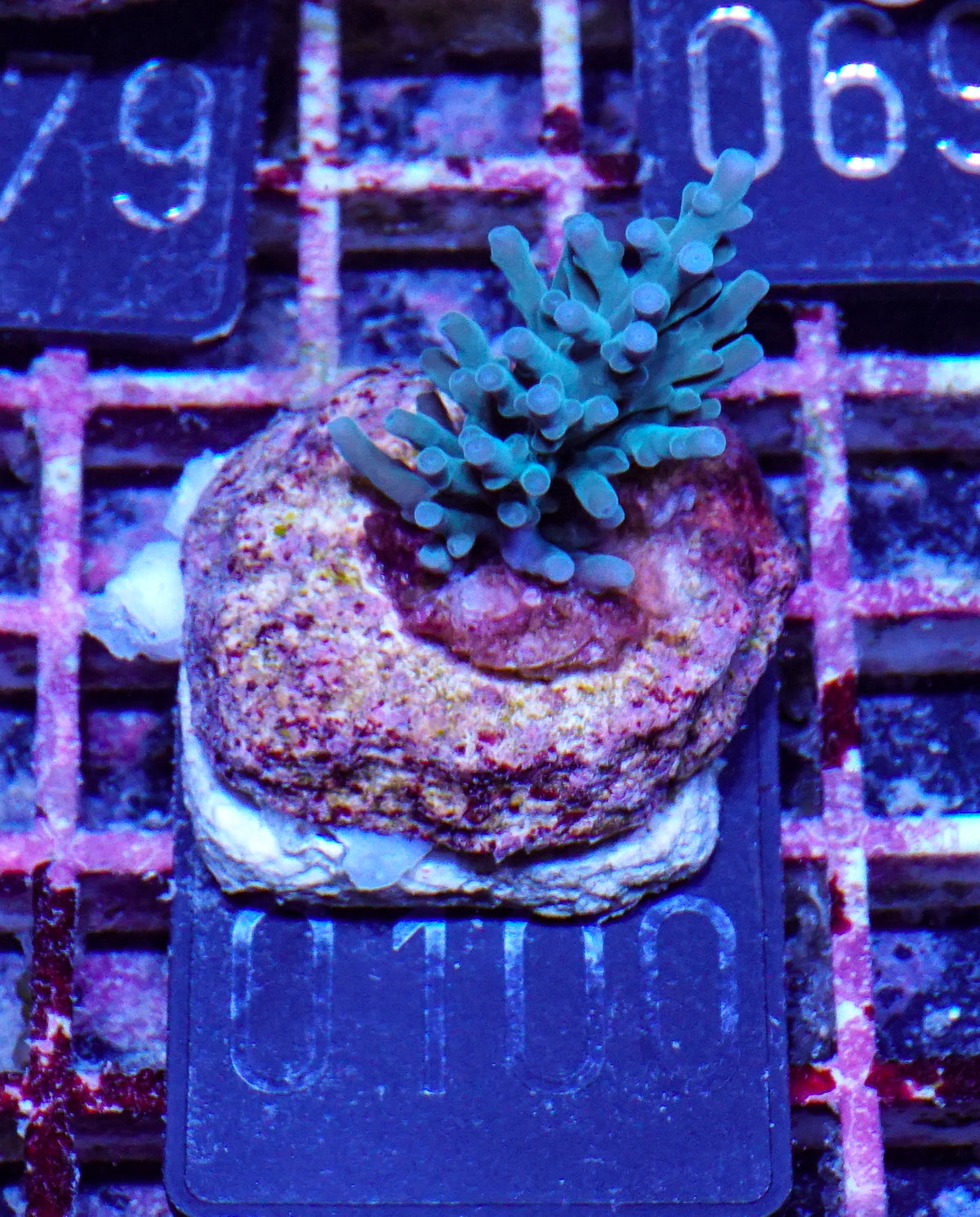 Acropora echinata