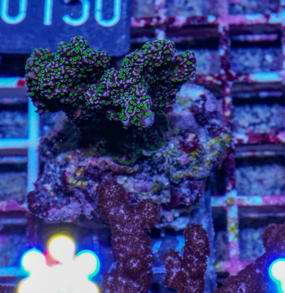 Montipora carinata “Star wars”