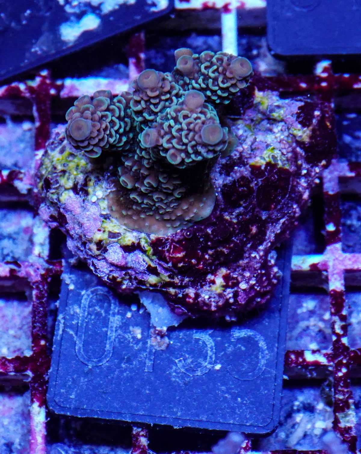 Acropora spathulata „jungle thief“