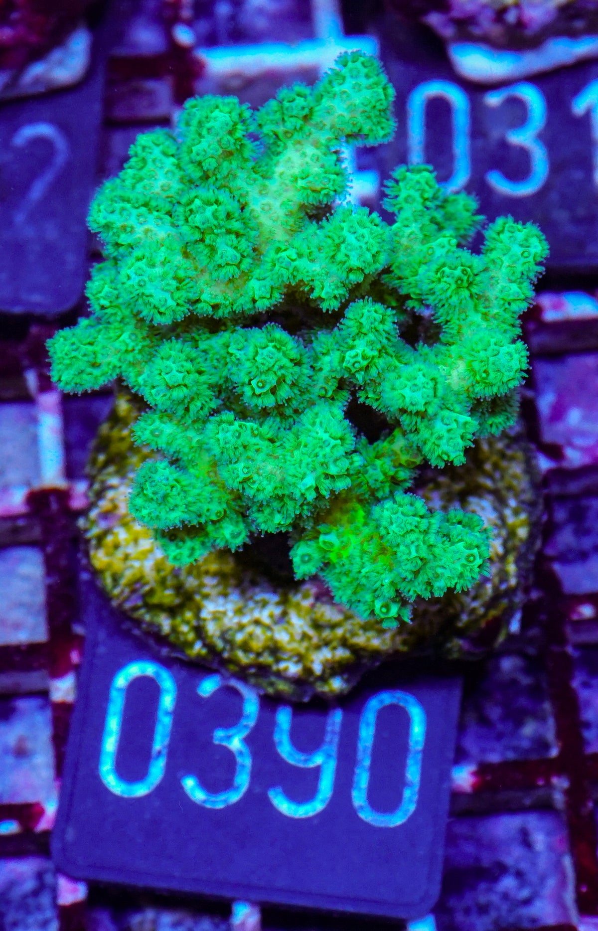 Pocillopora damicornis "grün"