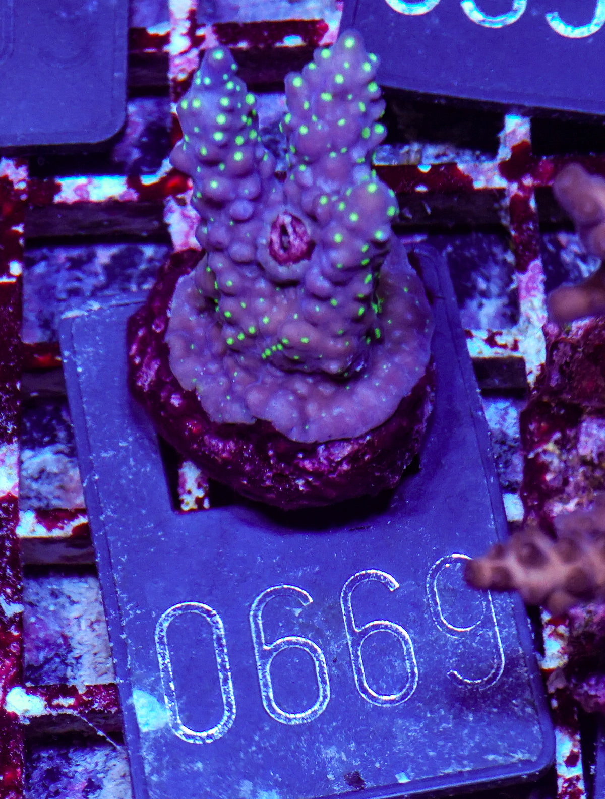 Acropora nana „tricolor“