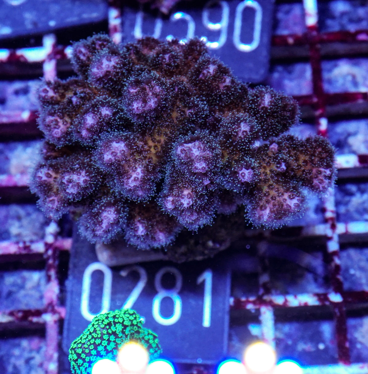 Pocillopora damicornis "tricolor"