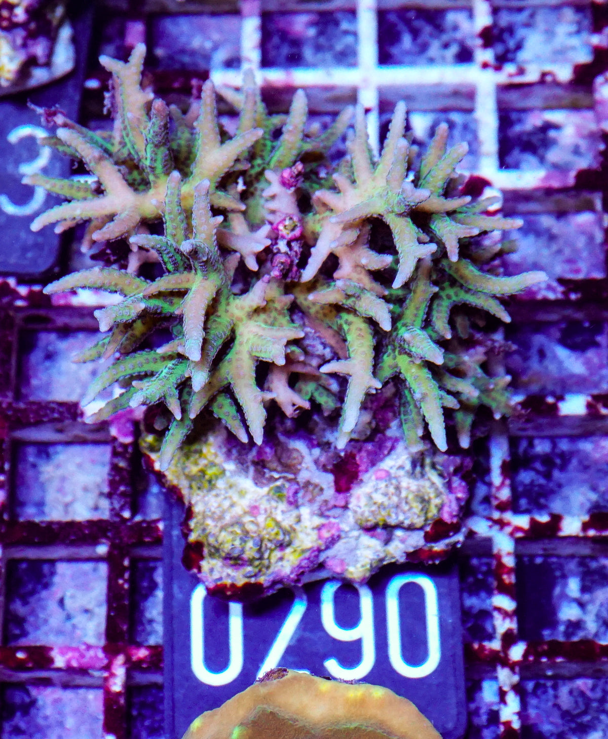 Seriatopora hystix "grün"
