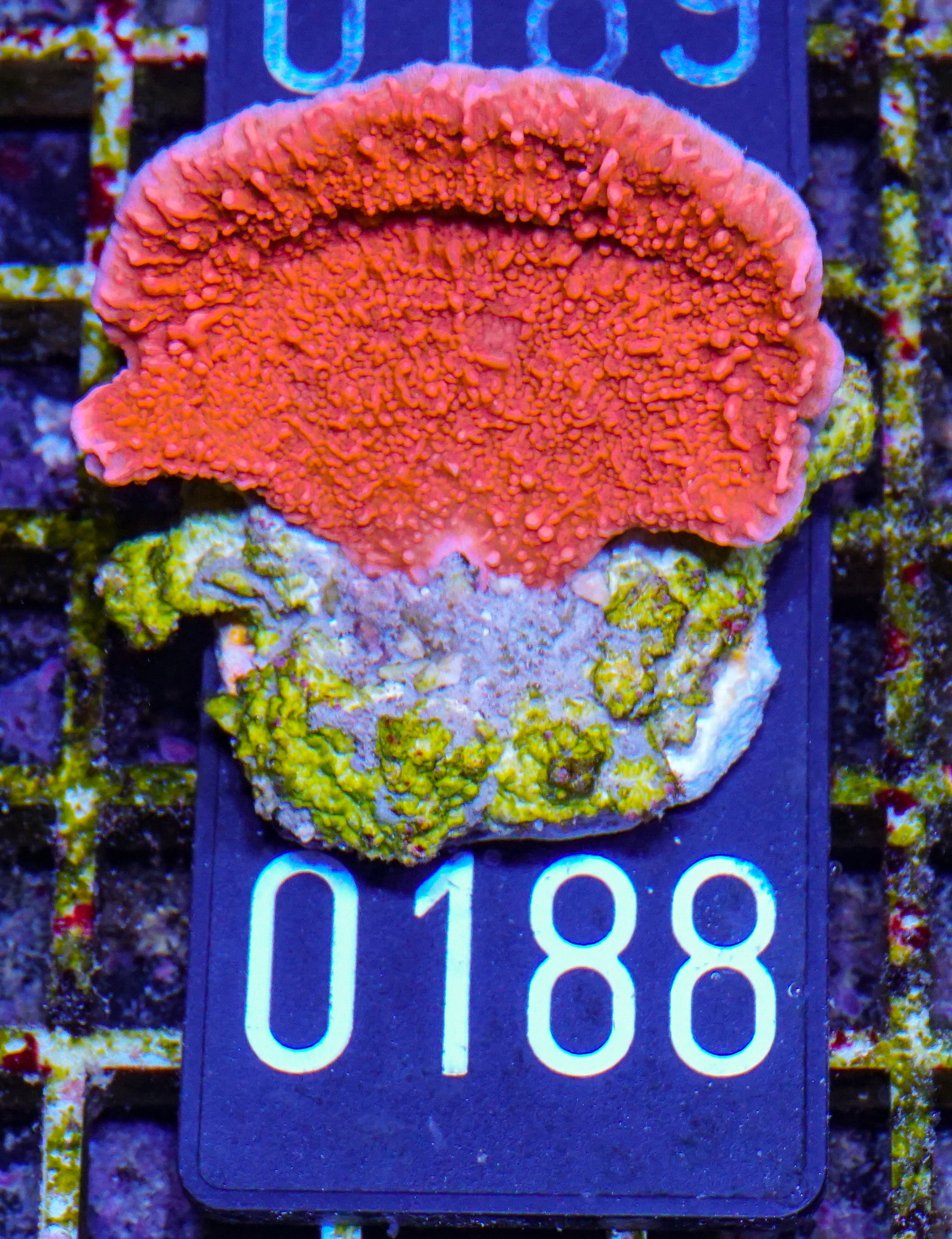 Montipora foliosa