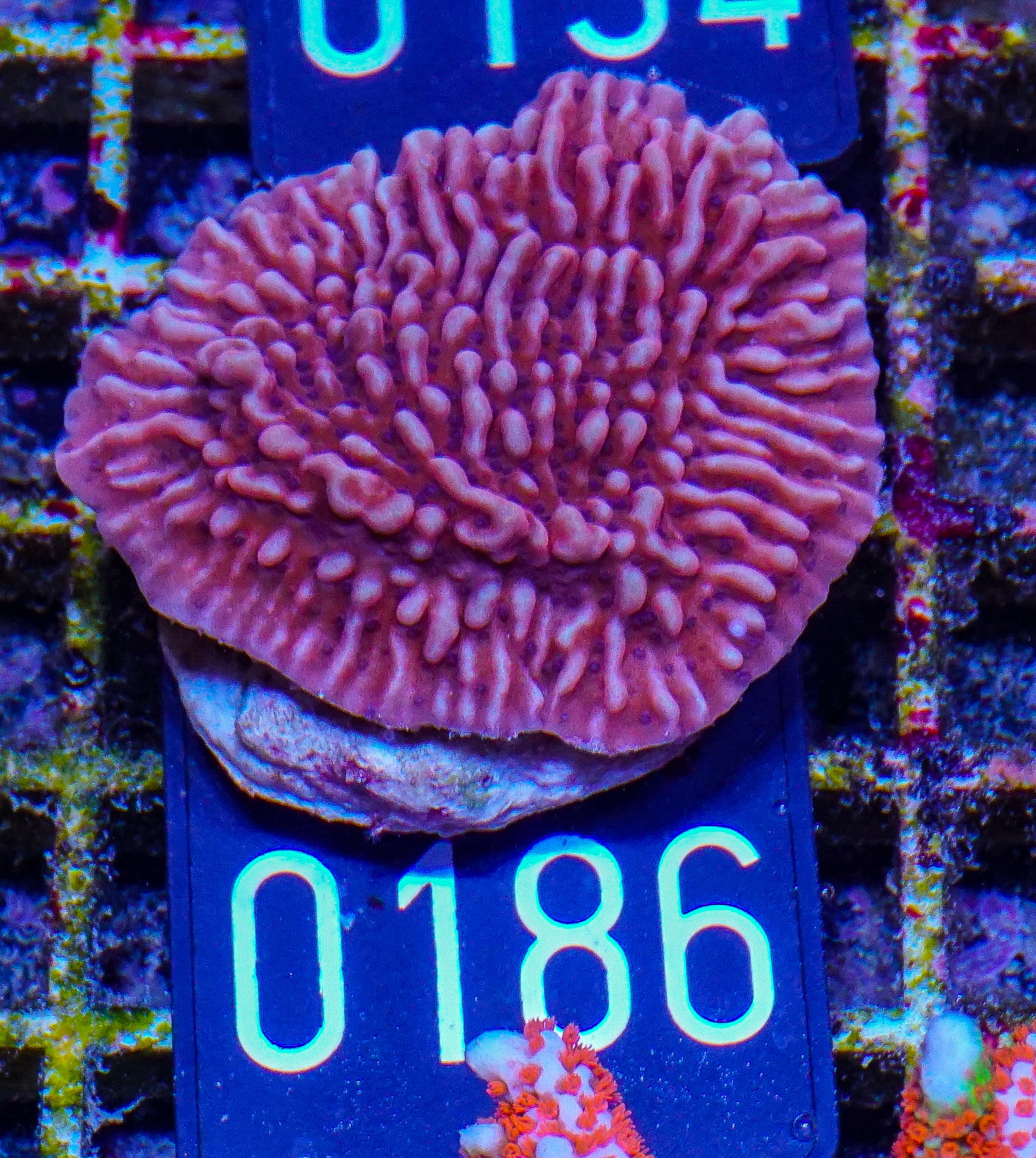 Montipora undata/danae red