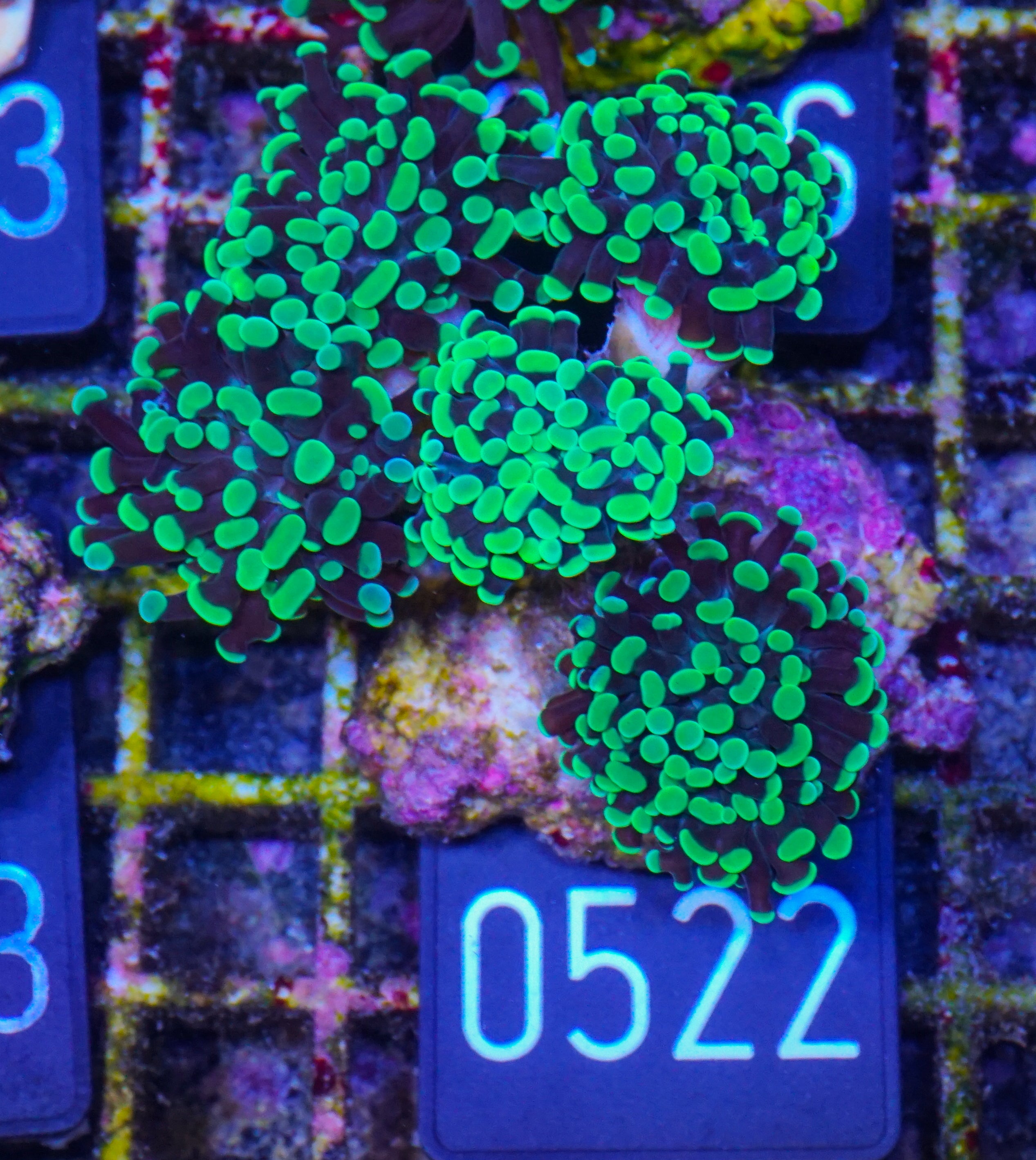 Euphyllia/Fimbriaphyllia paraancora