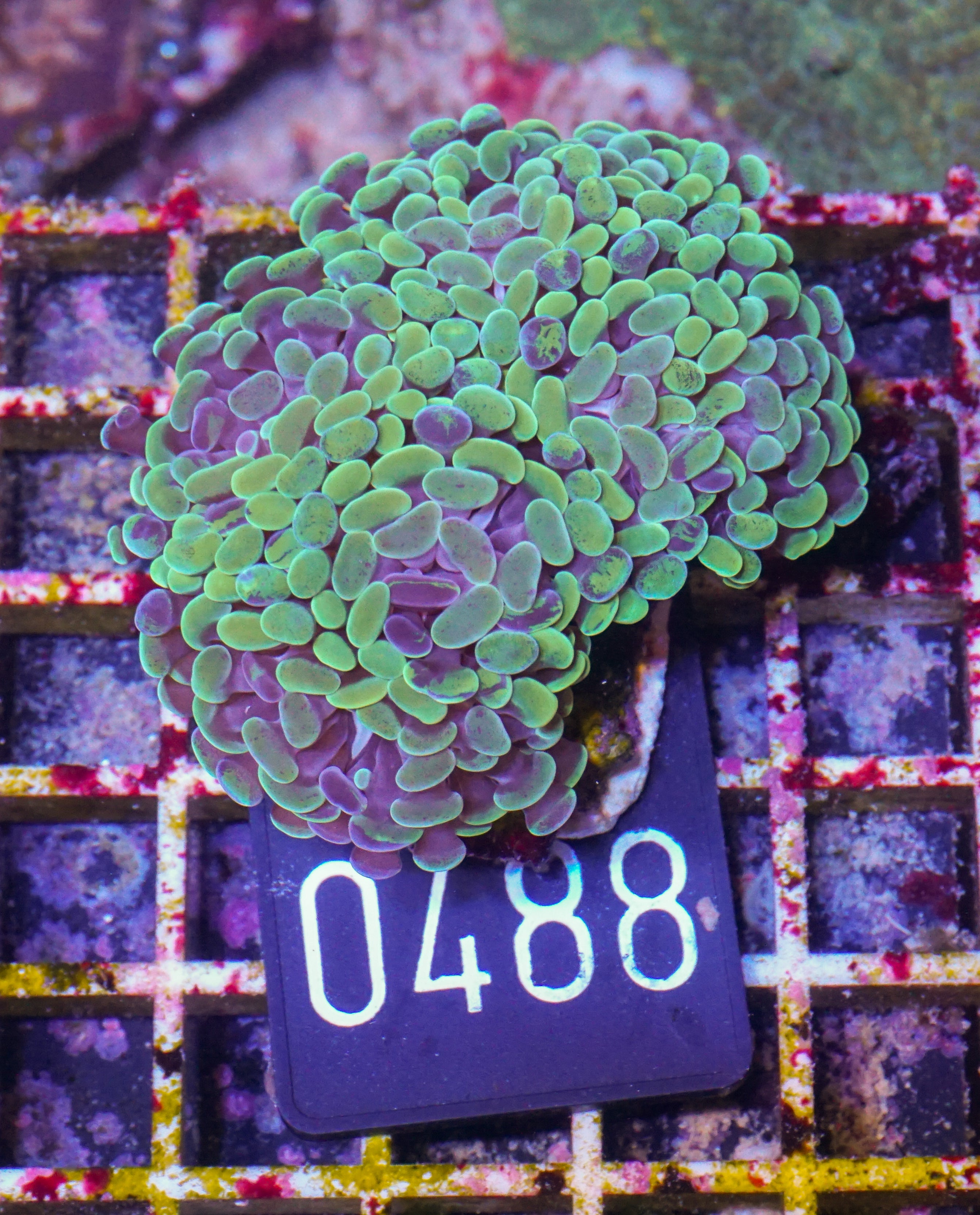 Euphyllia/Fimbriaphyllia paraancora "golden nugget" indo