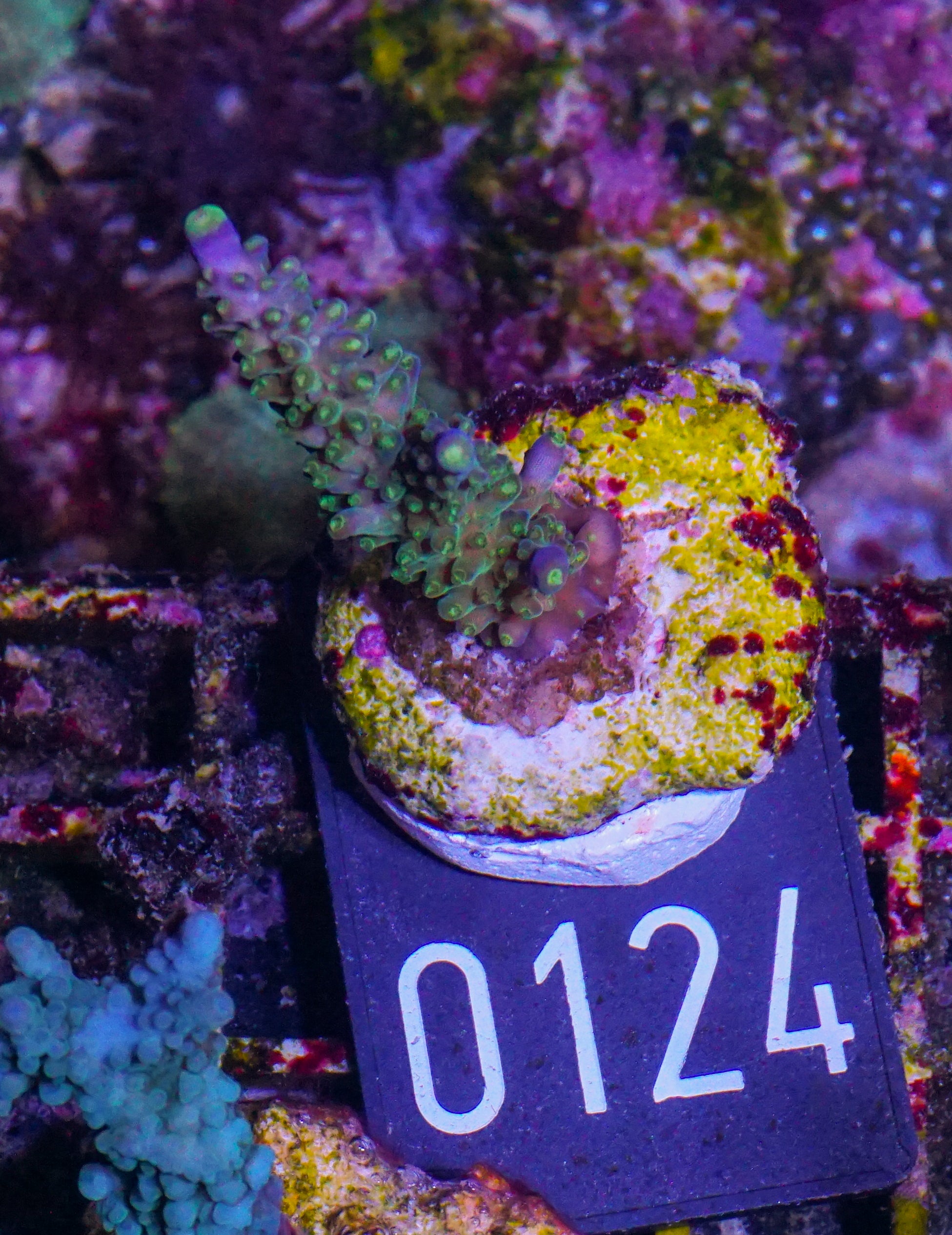 Acropora secale “Joker”