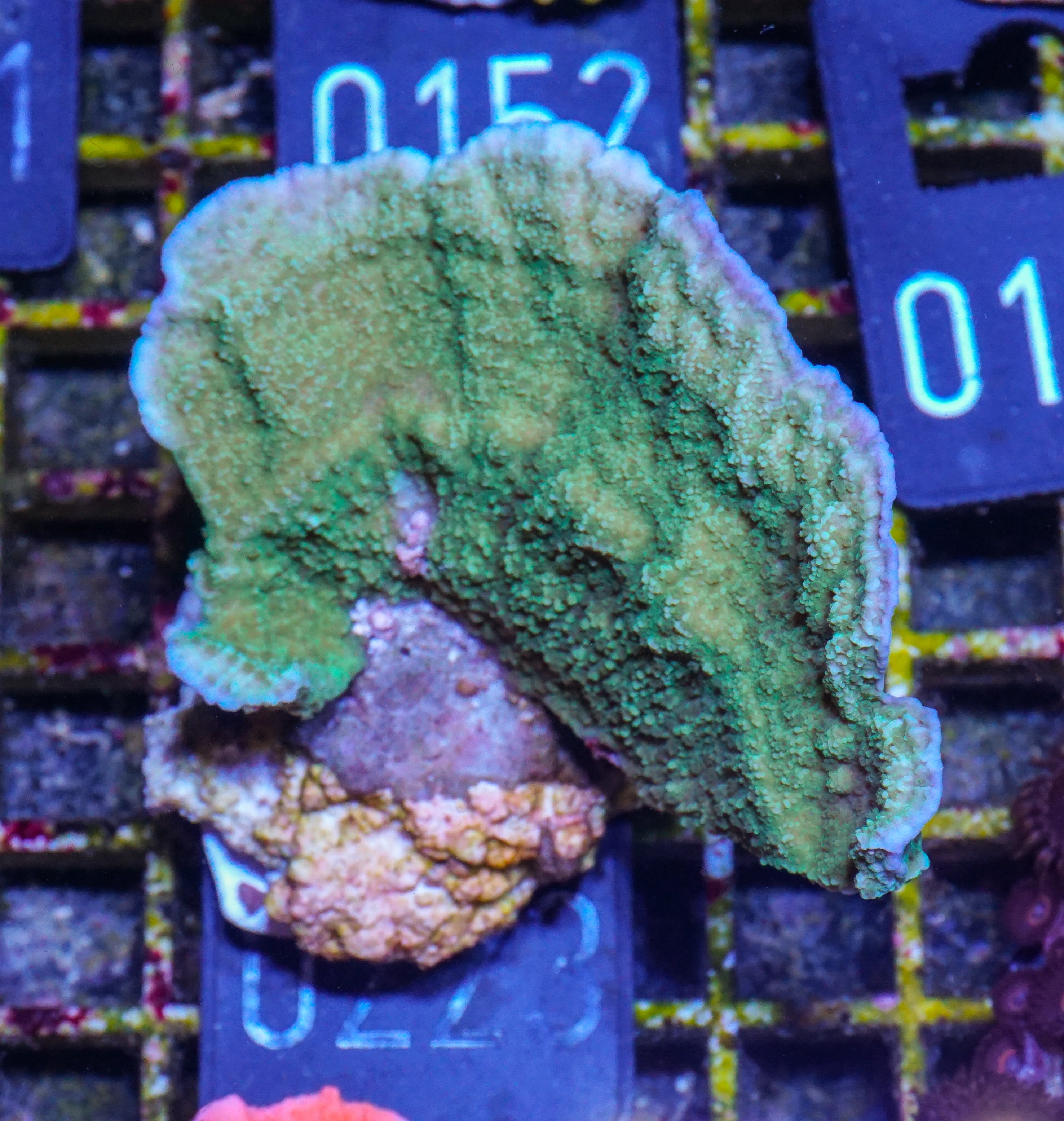 Montipora delicatula