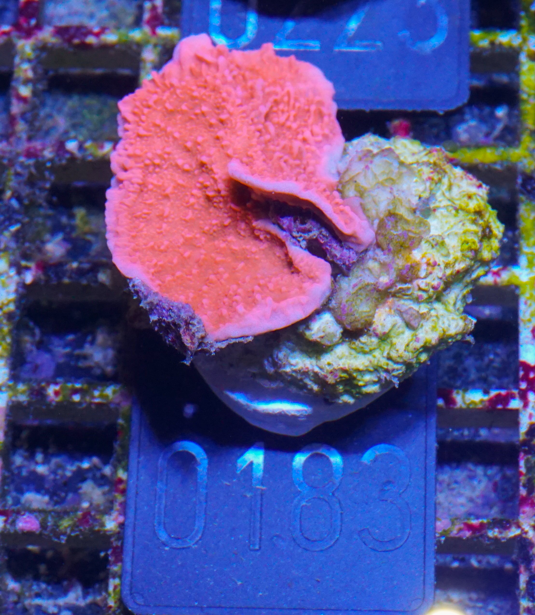 Montipora foliosa