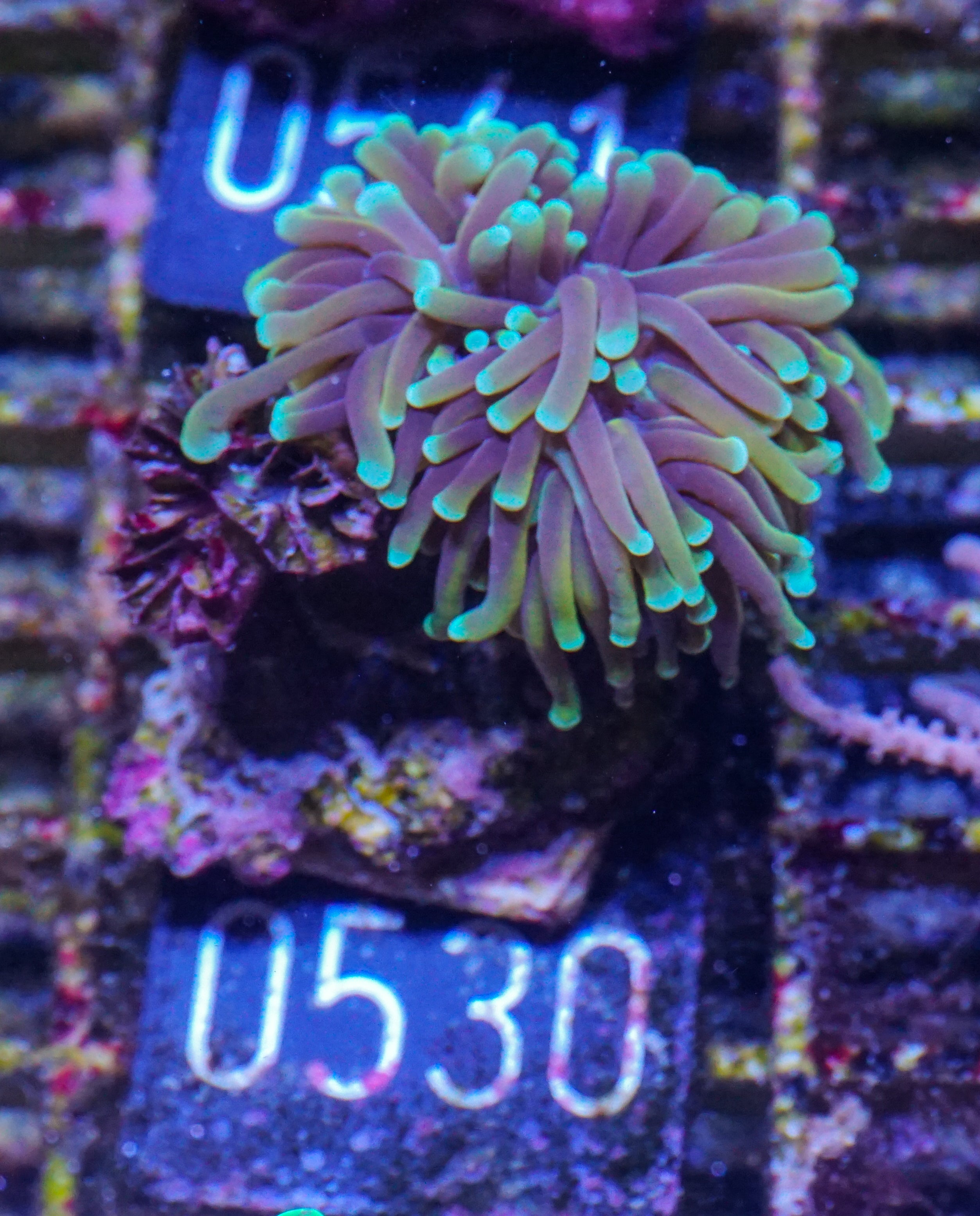 Euphyllia glabrescens "Dragon soul"