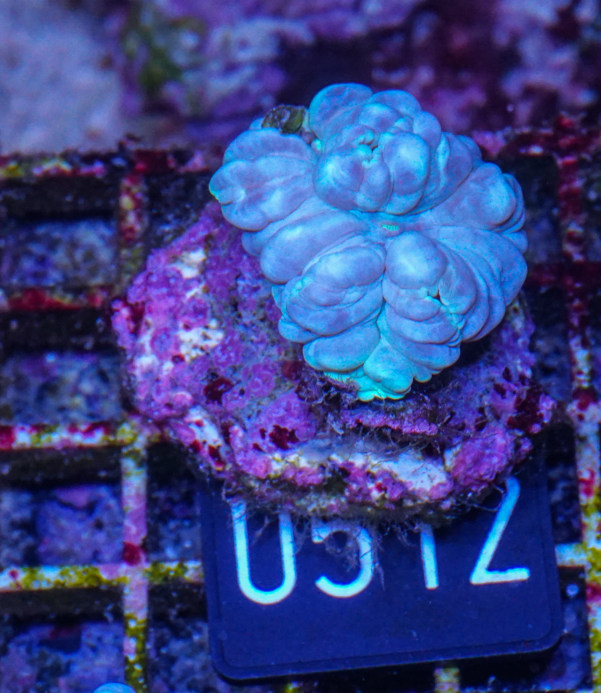 Nemenzophyllia turbida