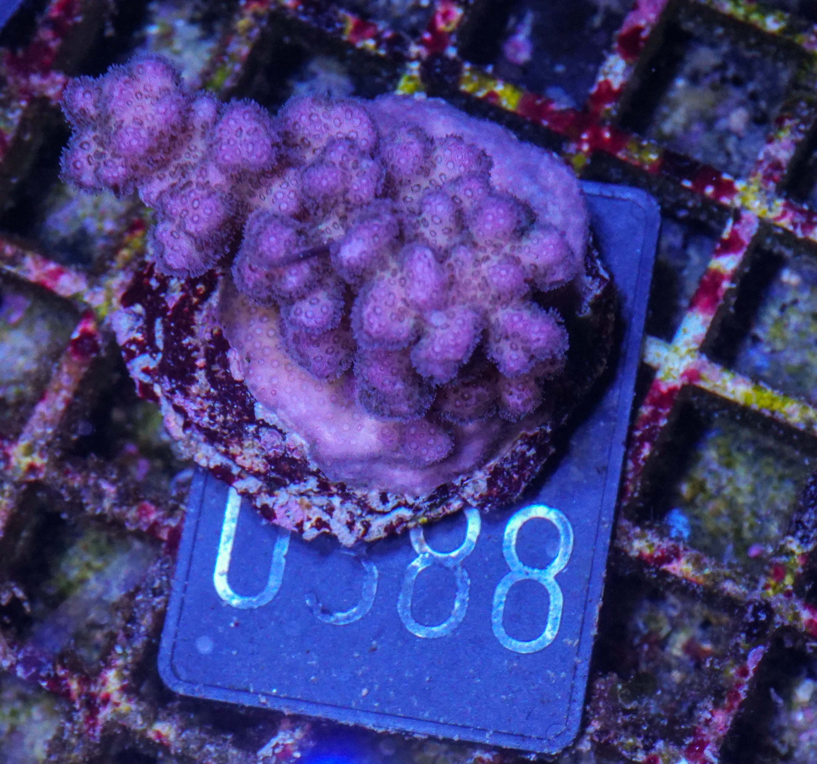 Pocillopora damicornis "pink"