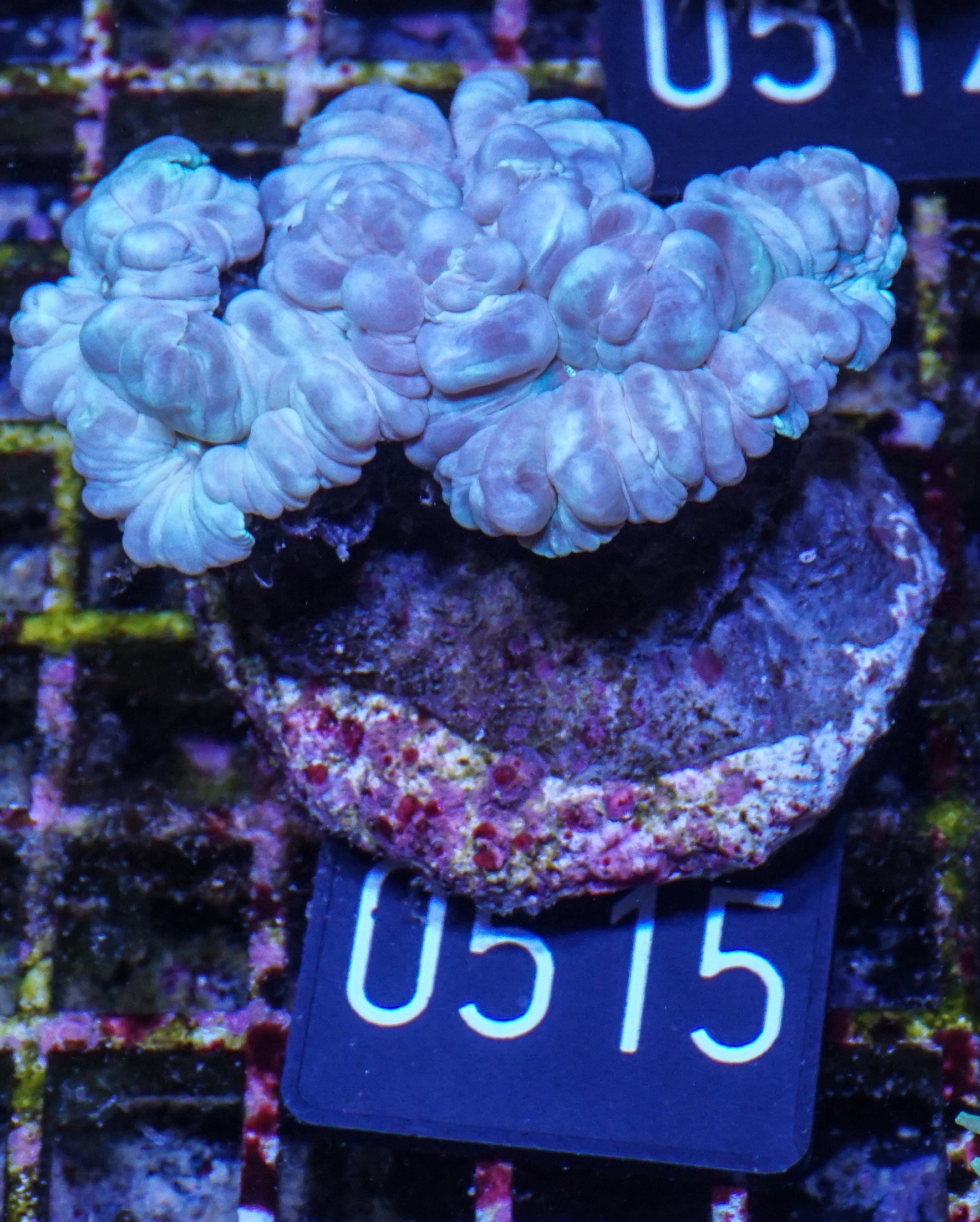 Nemenzophyllia turbida