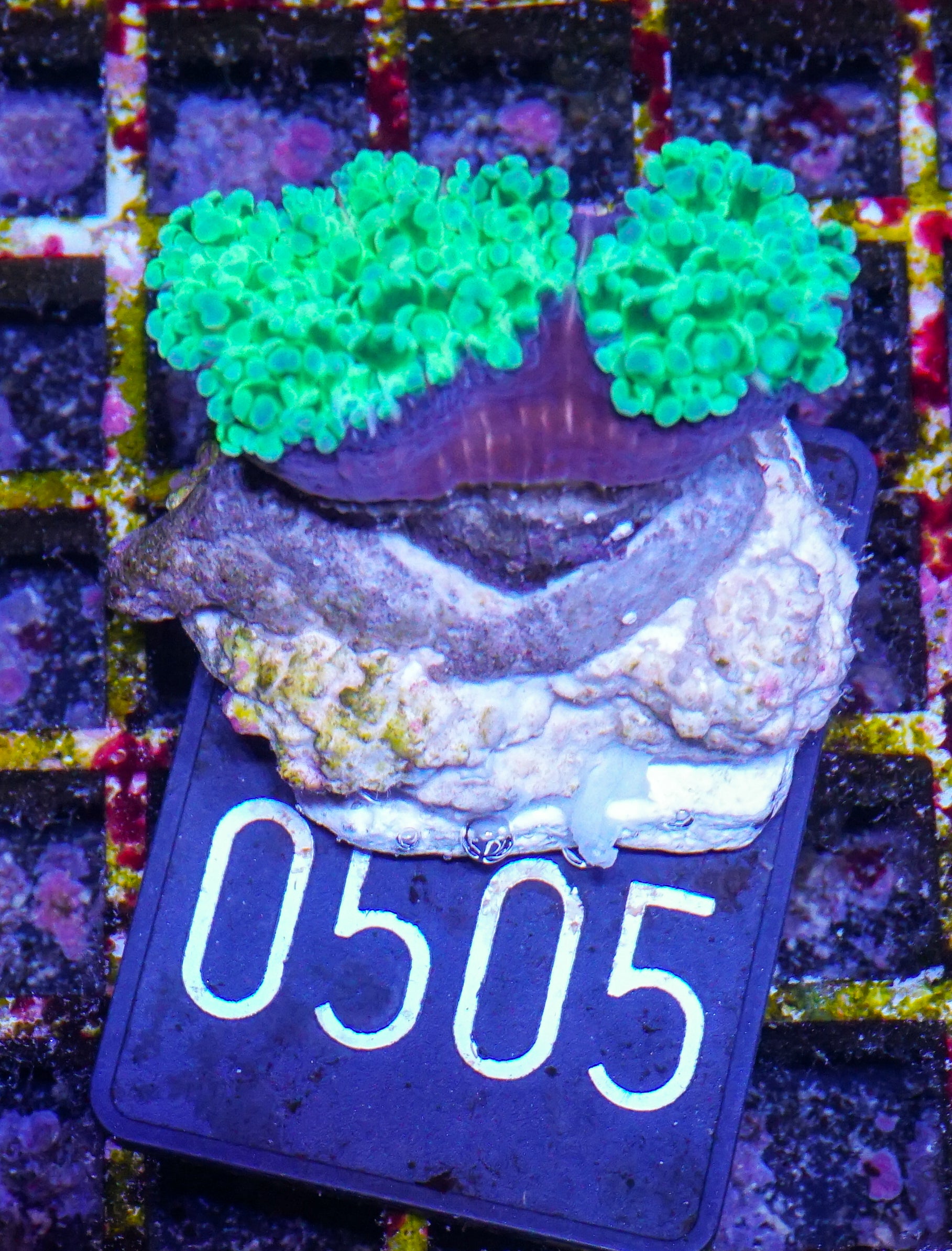 Euphyllia/Fimbriaphyllia paradivisa