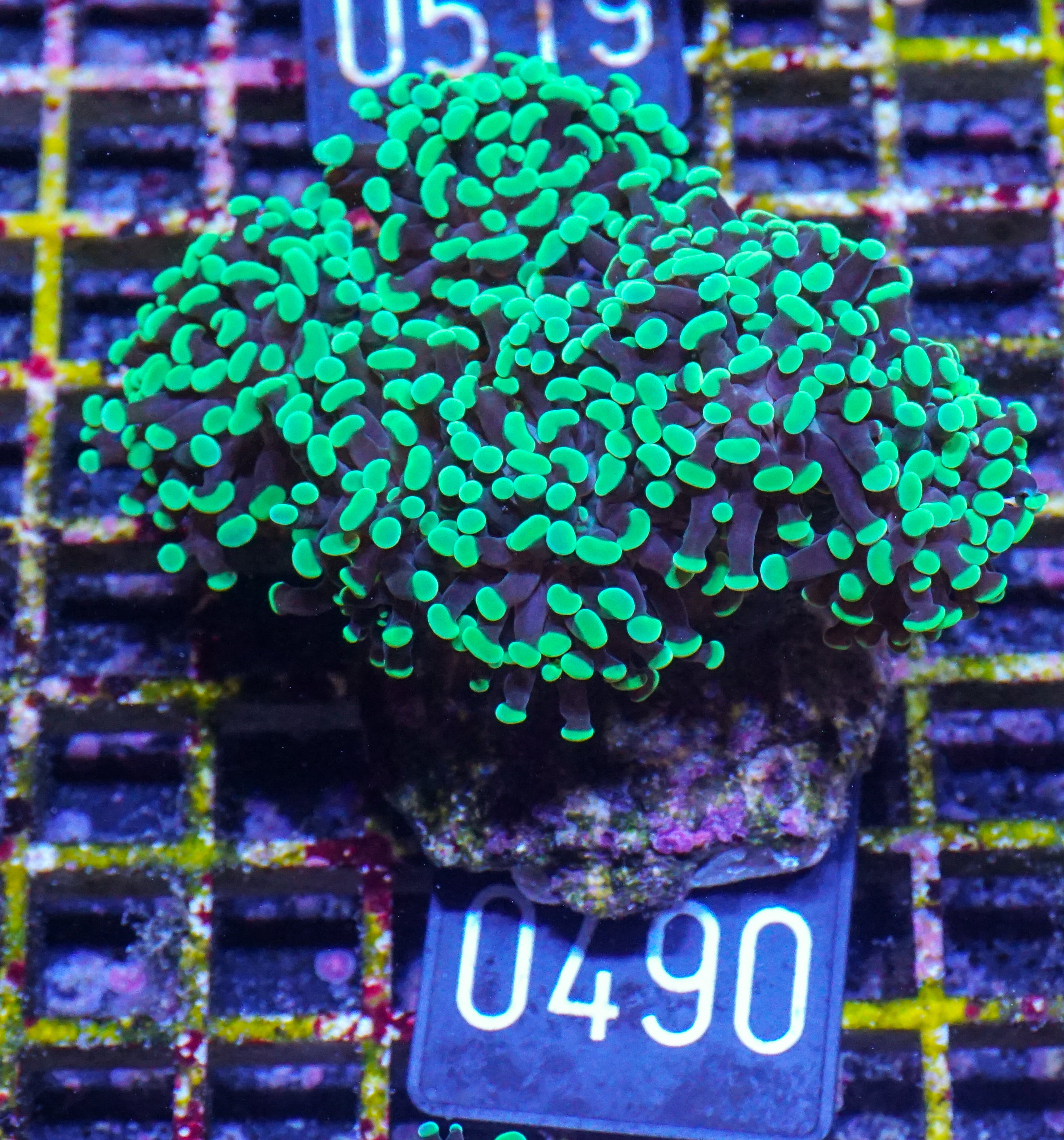 Euphyllia/Fimbriaphyllia paraancora