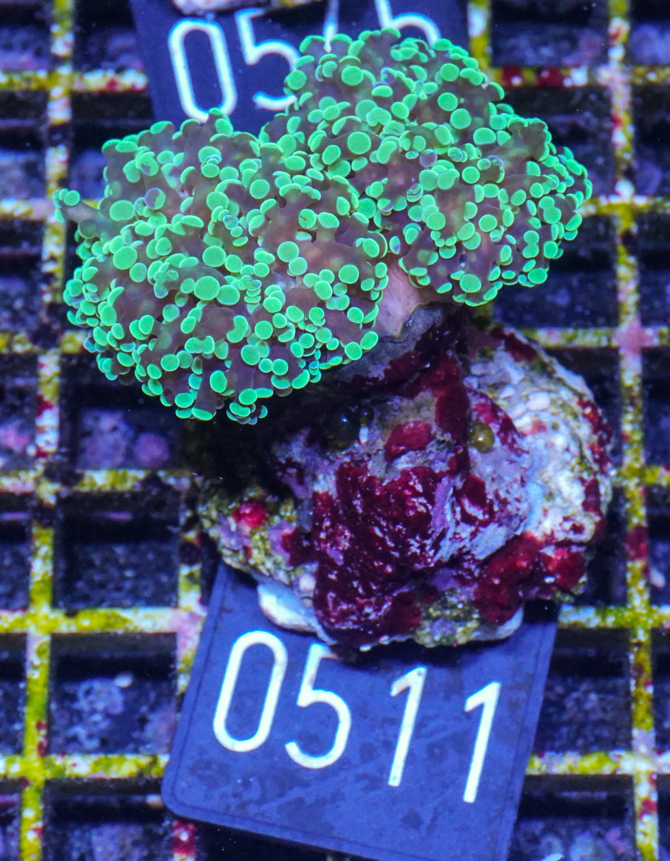 Euphyllia/Fimbriaphyllia paradivisa