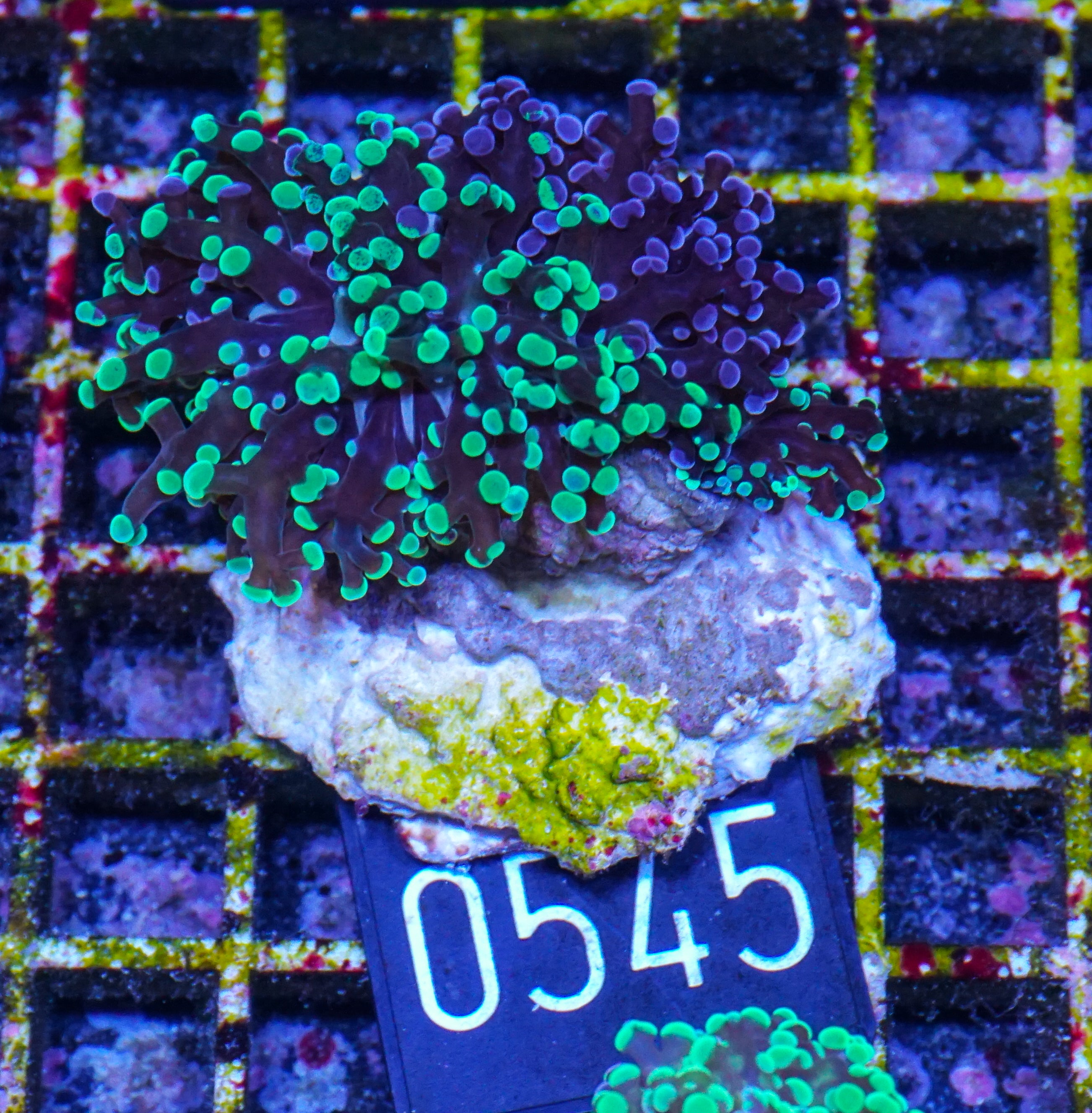 Euphyllia/Fimbriaphyllia paradivisa