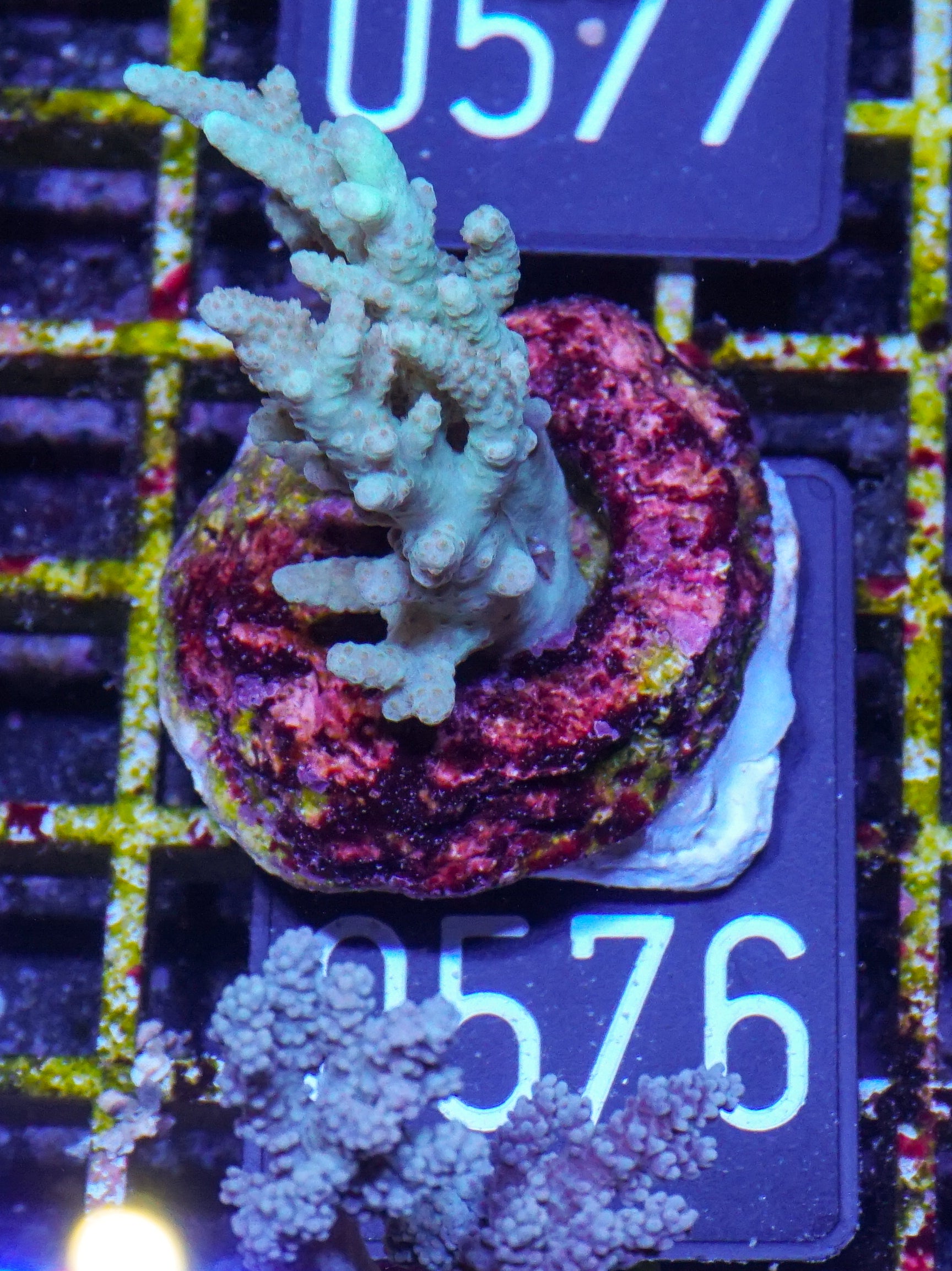 Sinularia/ Sclerophytum „fiji palau“