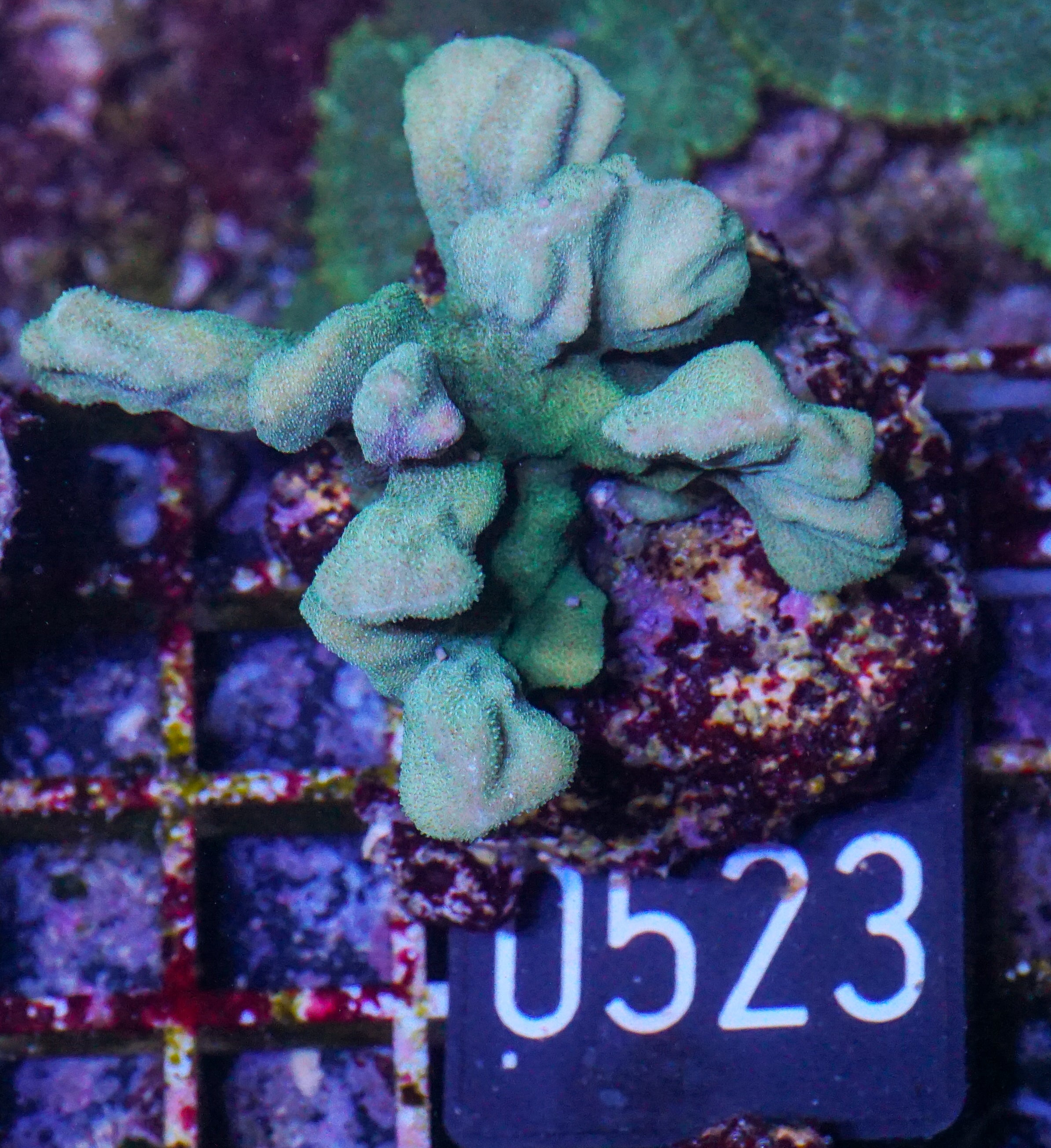 Psammocora nierstraszi