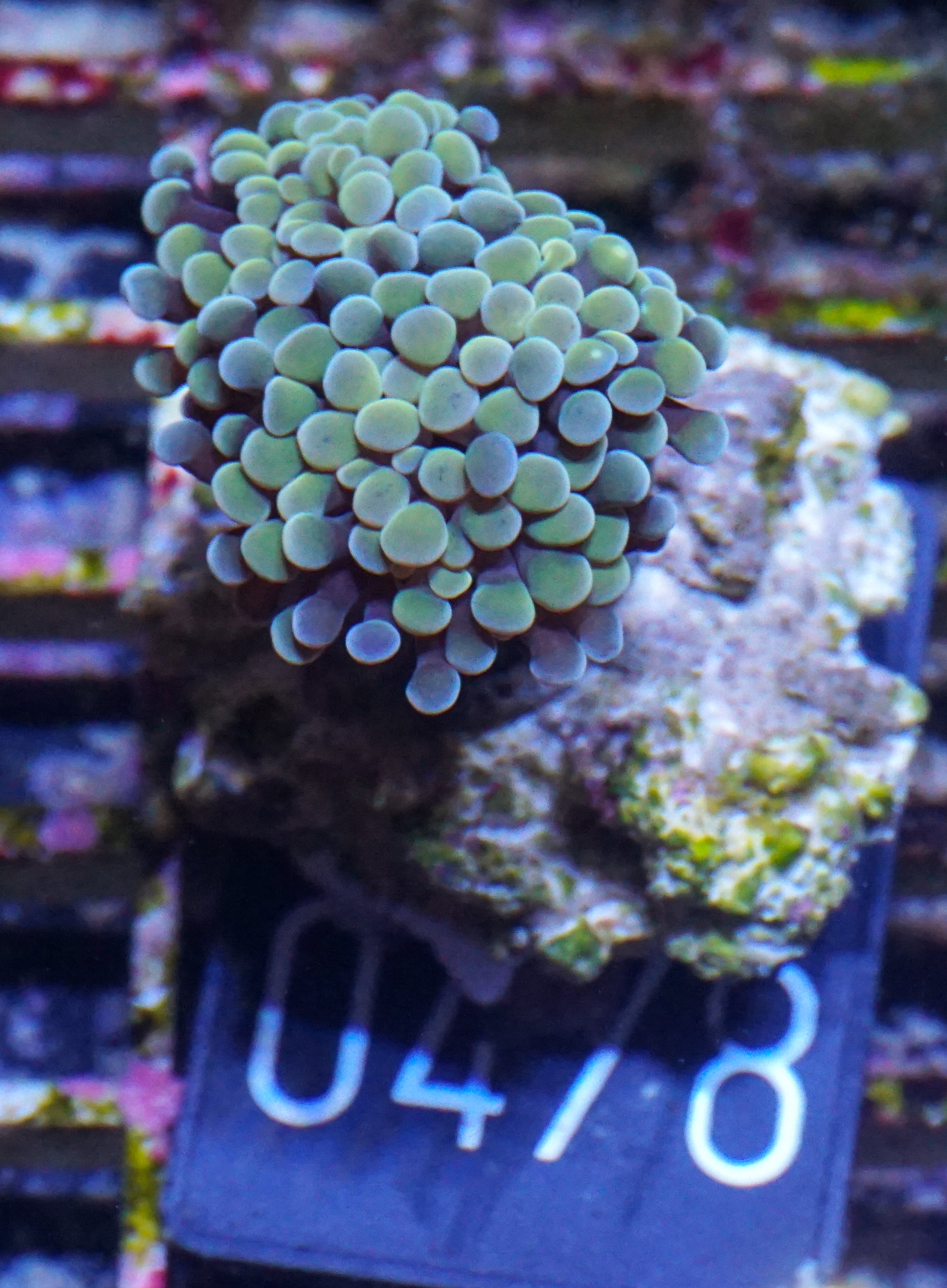 Euphyllia/Fimbriaphyllia paraancora "golden nugget"