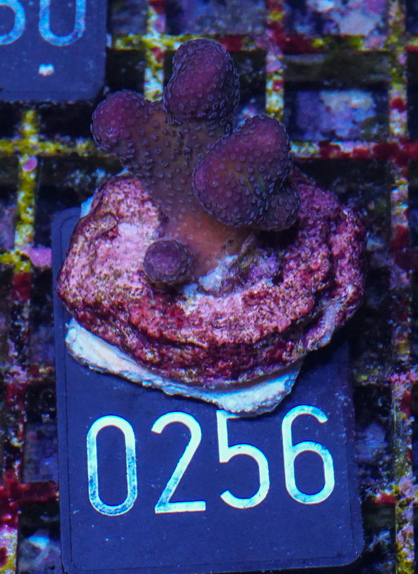 Stylophora pistillata "pink"