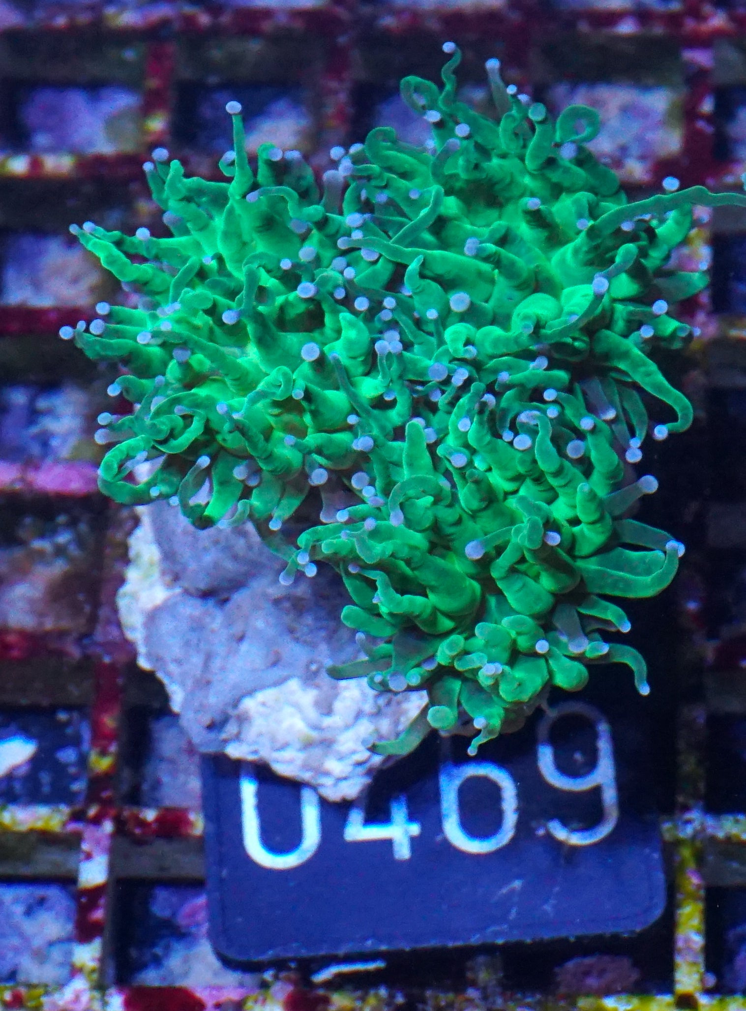 Euphyllia glabrescens "toxic green"