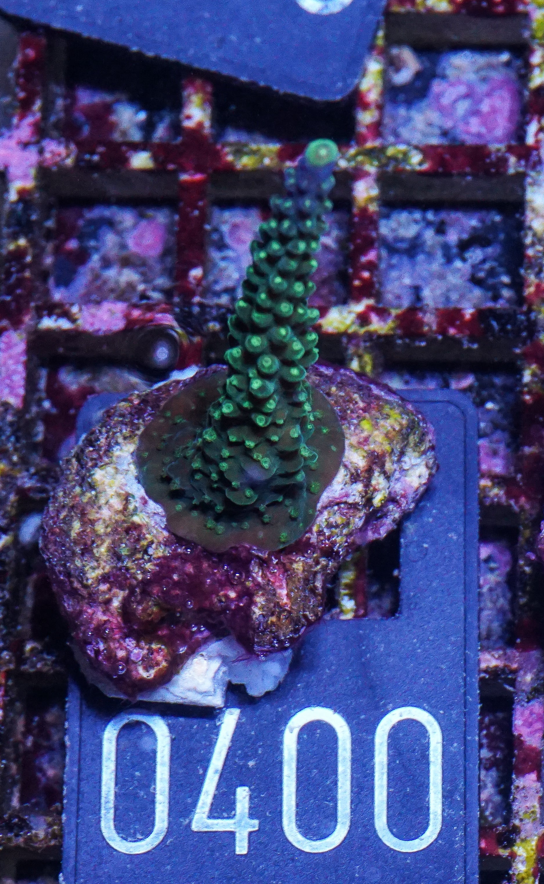 Acropora secale “Joker”