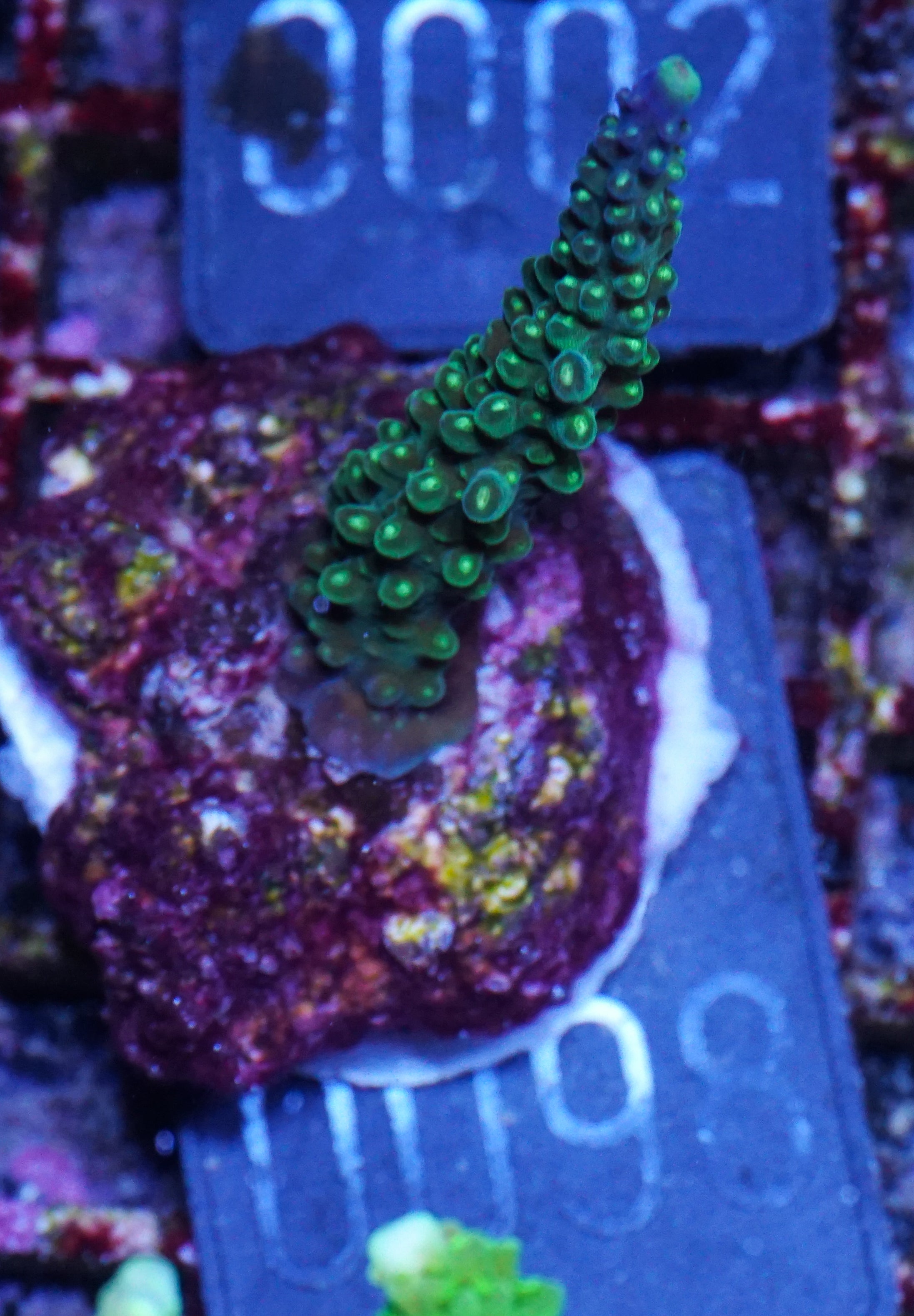 Acropora secale “Joker”