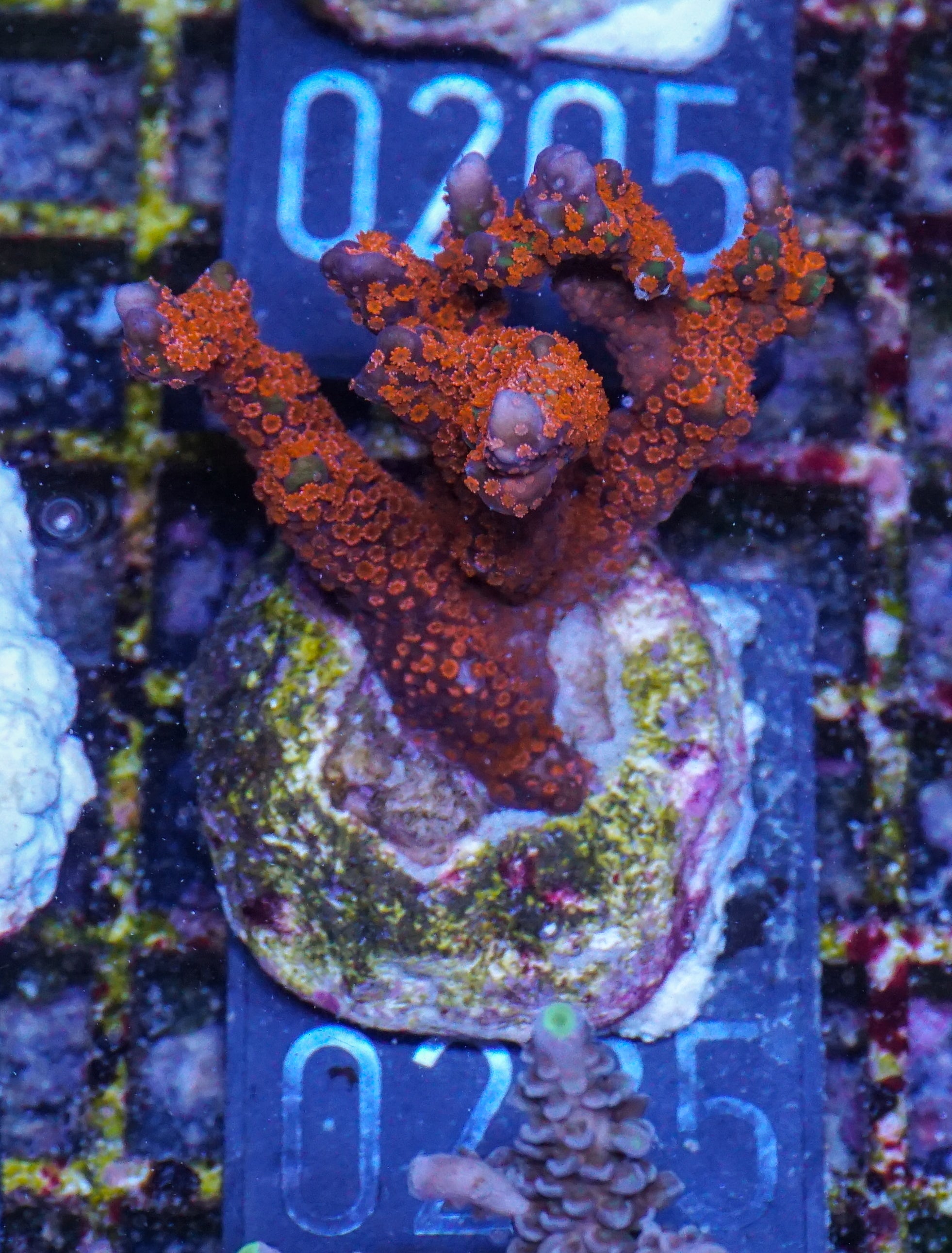 Montipora samarensis "australian fire"