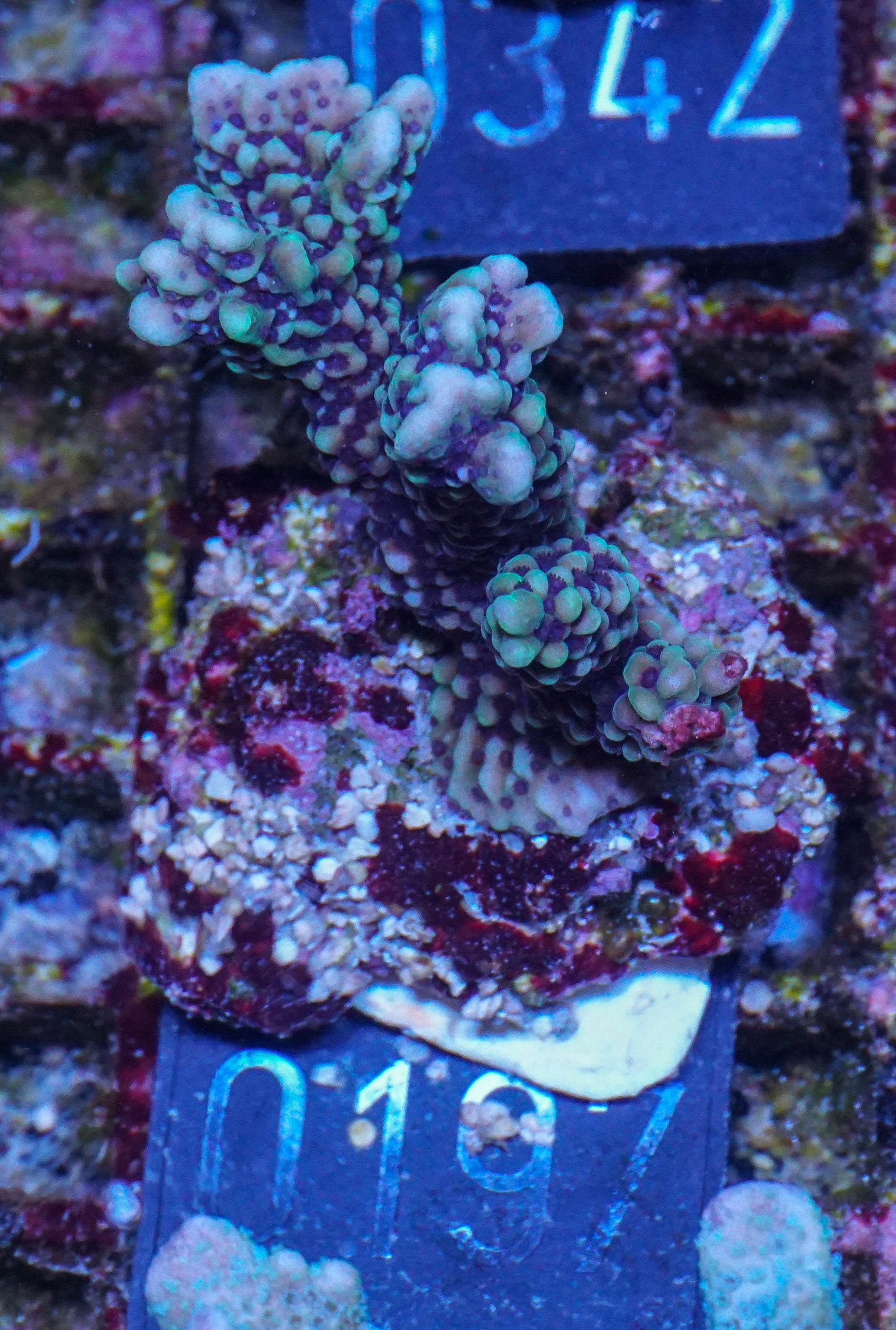 Montipora verrucosa