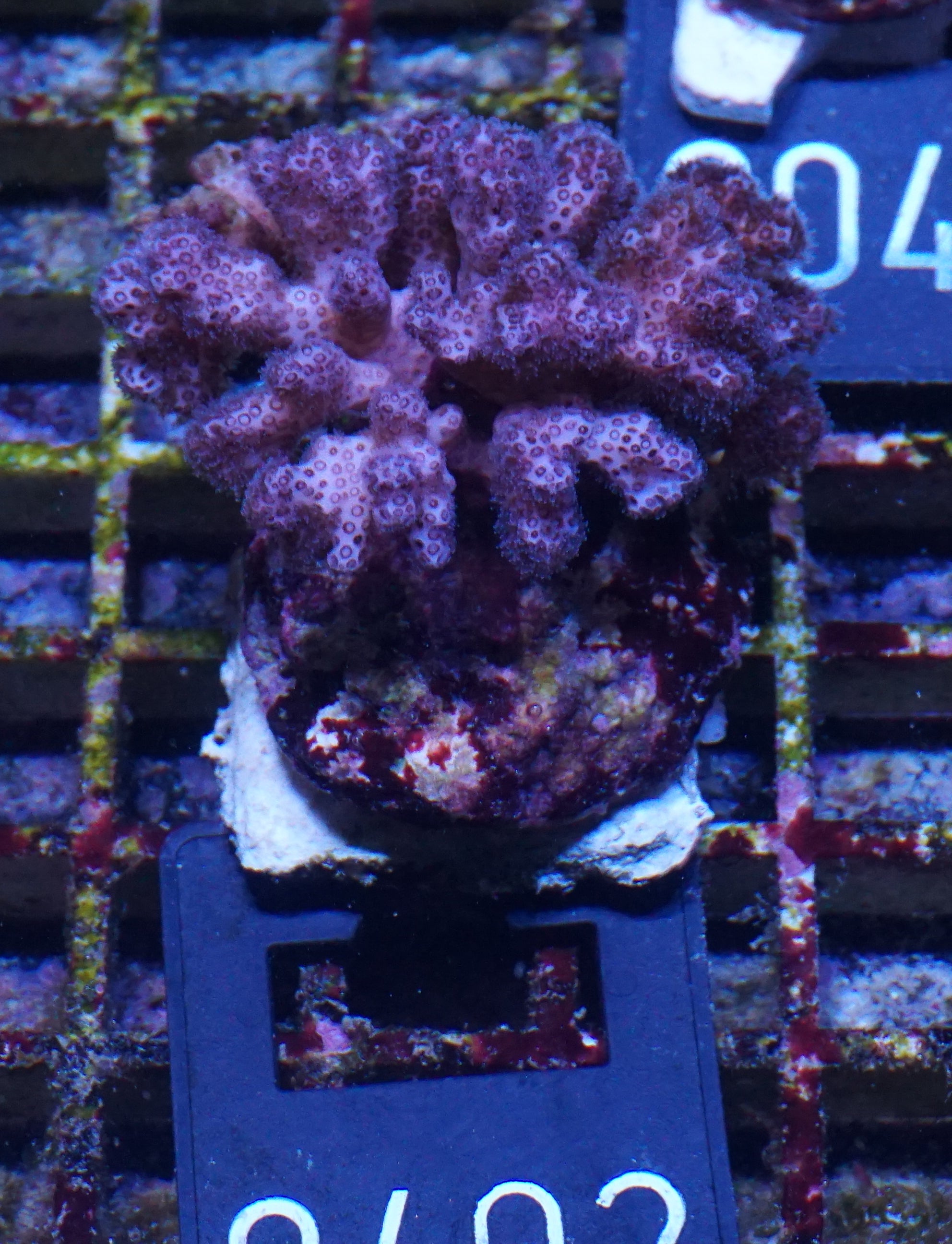 Pocillopora damicornis "pink"