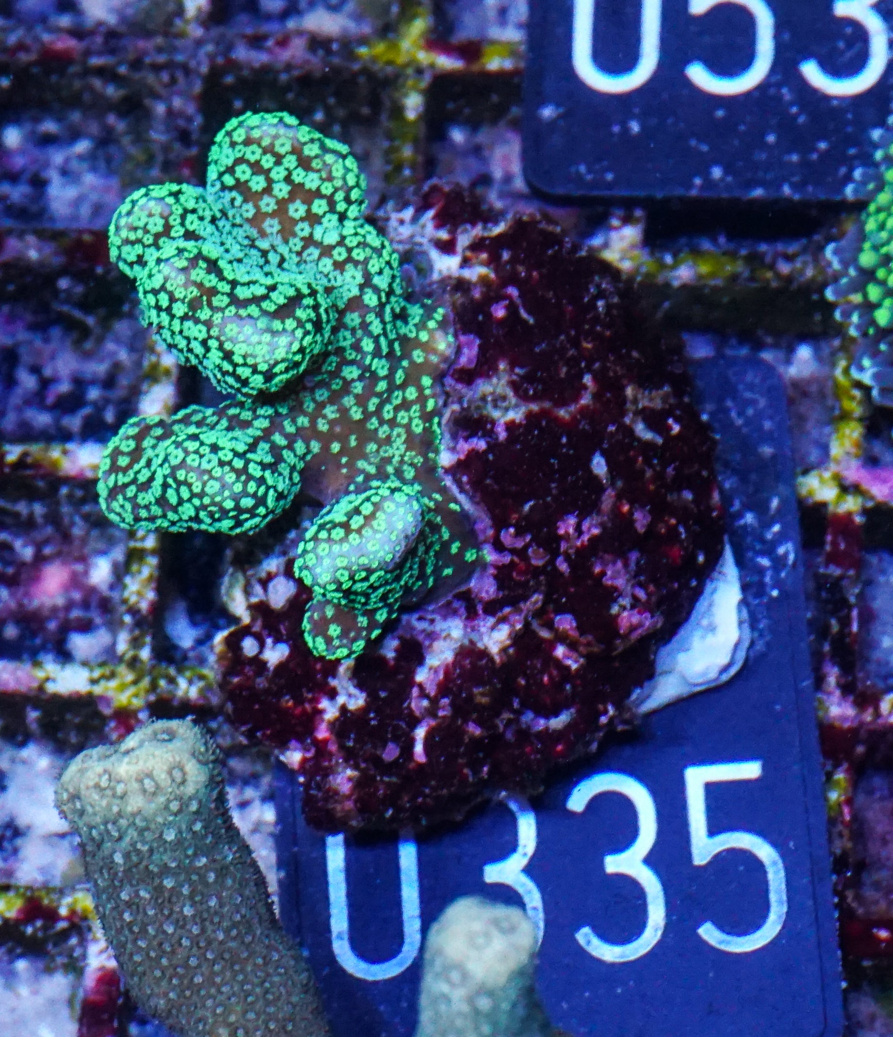 Stylophora pistillata "green"