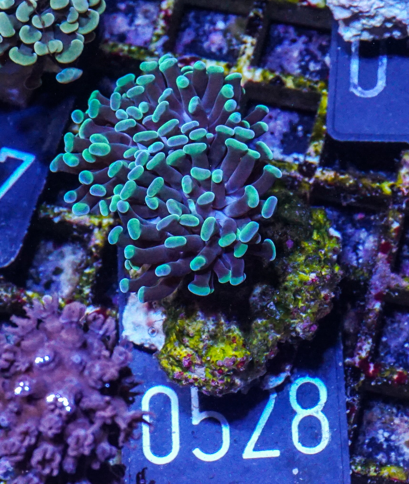 Euphyllia/Fimbriaphyllia paraancora