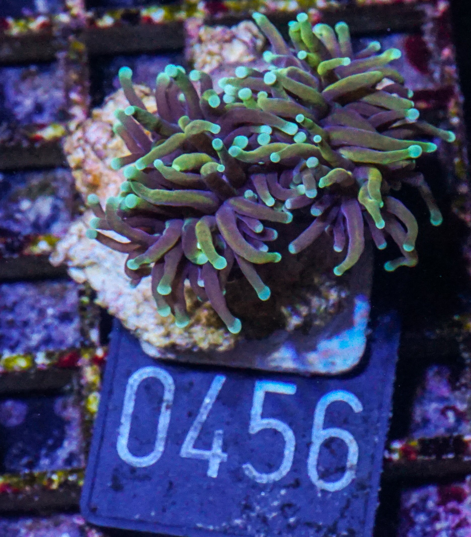 Euphyllia glabrescens "Dragon soul"